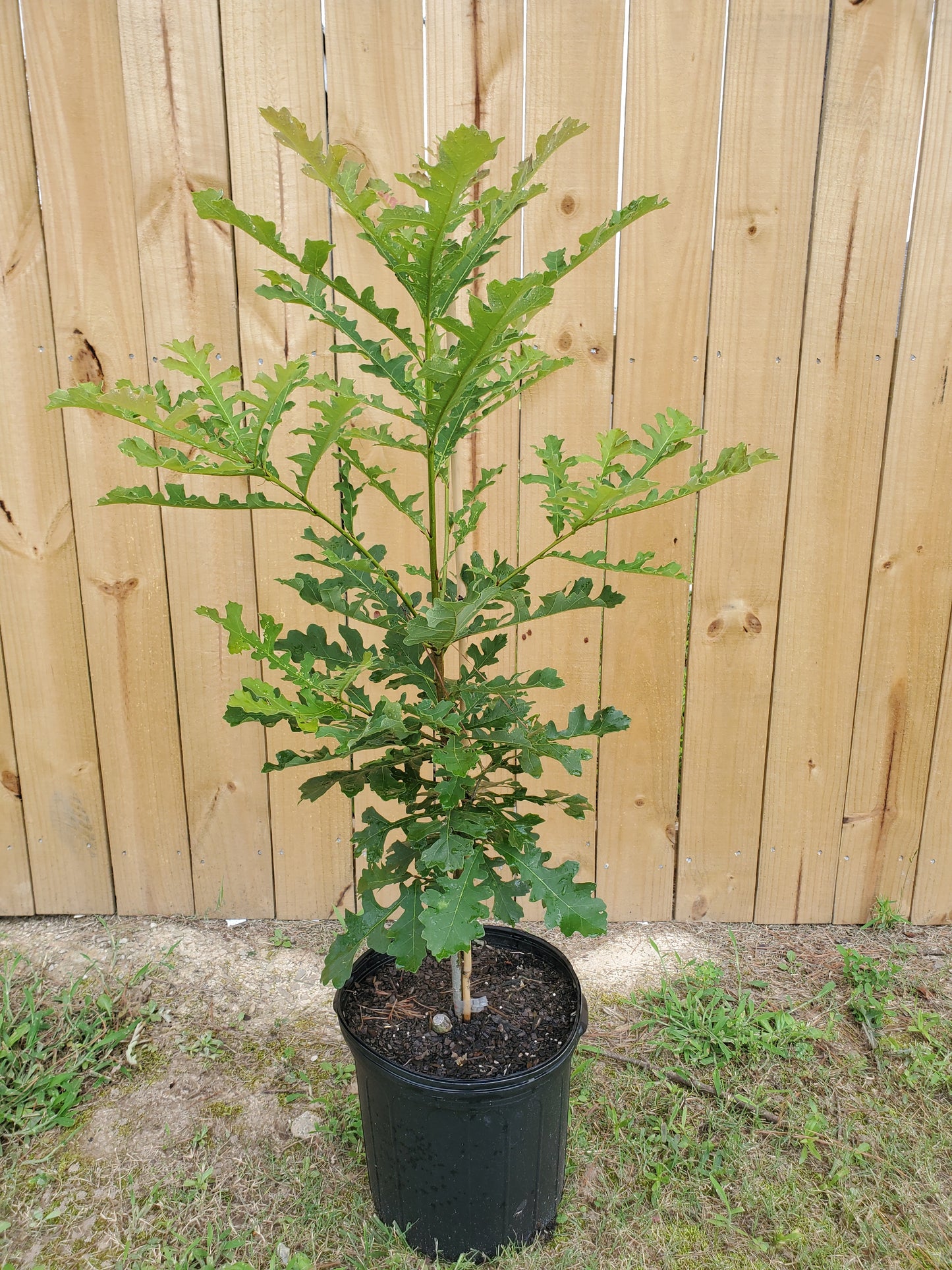 Bur Oak (Quercus macrocarpa)