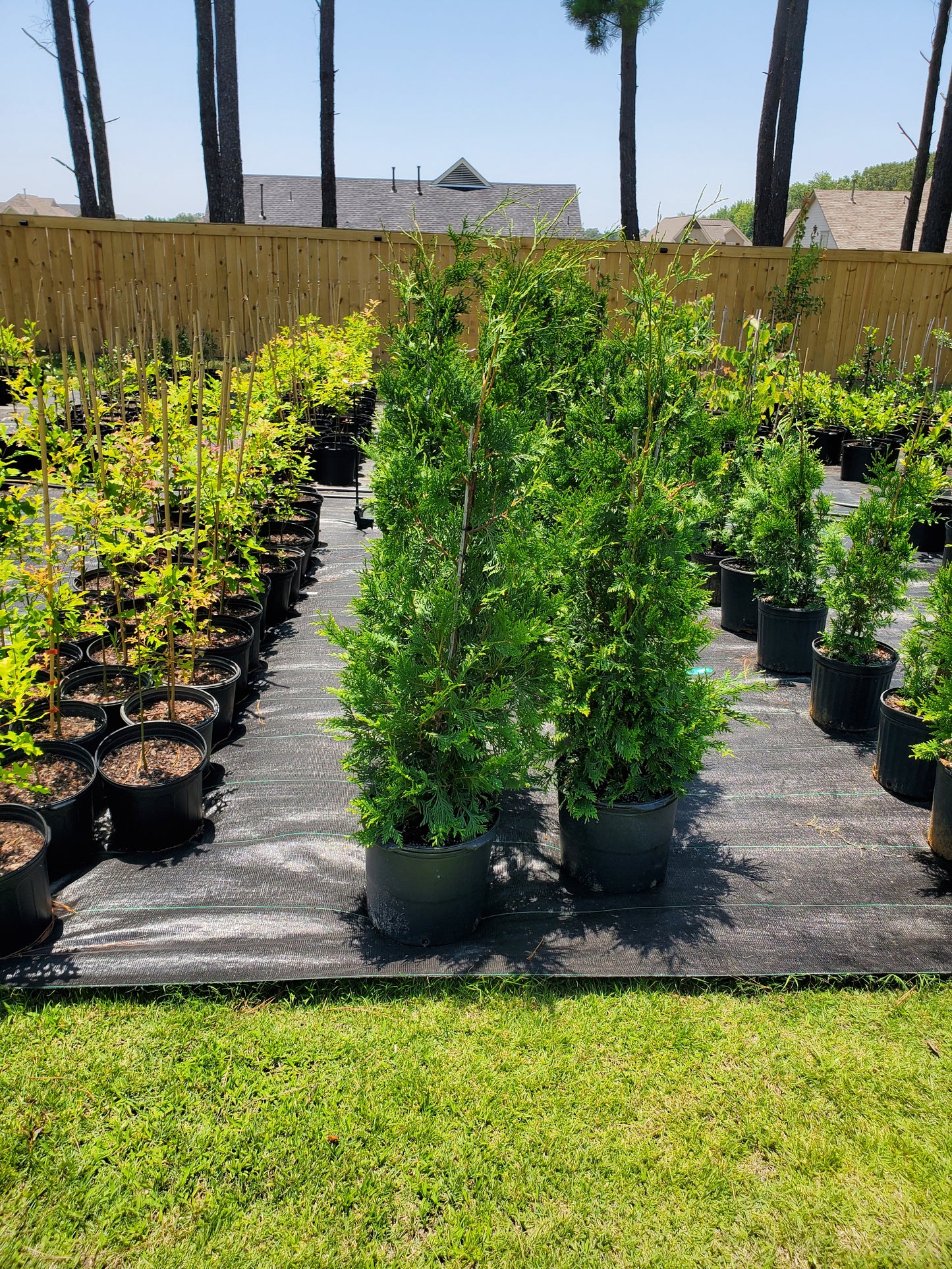 Arborvitae Green Giant Thuja plicata Western Red Cedar