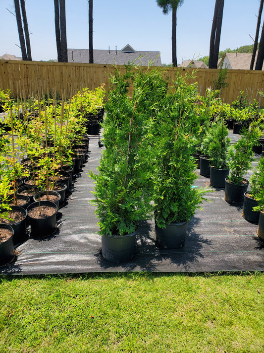 Arborvitae Green Giant Thuja plicata  Western Red Cedar