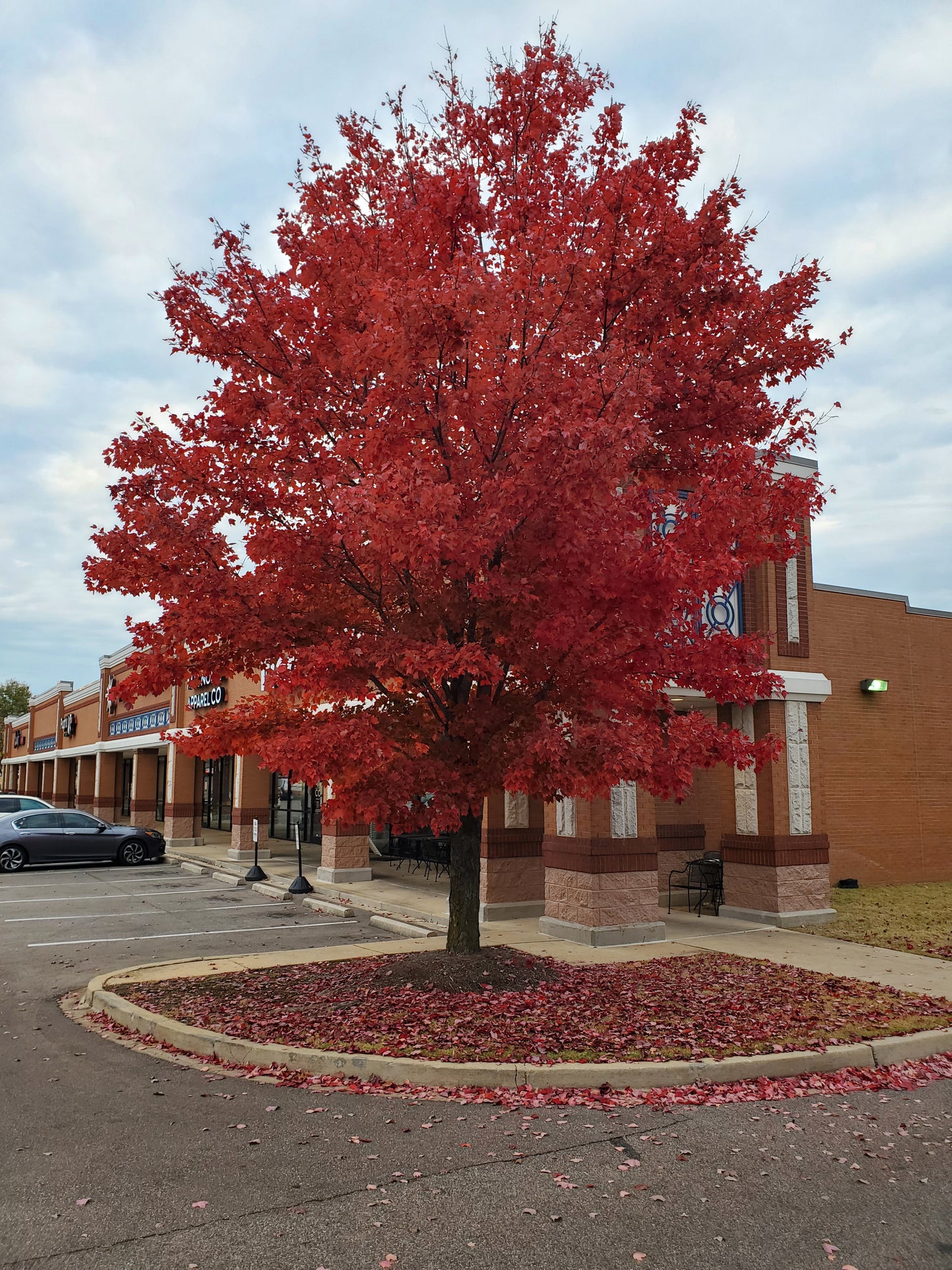 Brandywine Red Maple 'Acer rubrum '