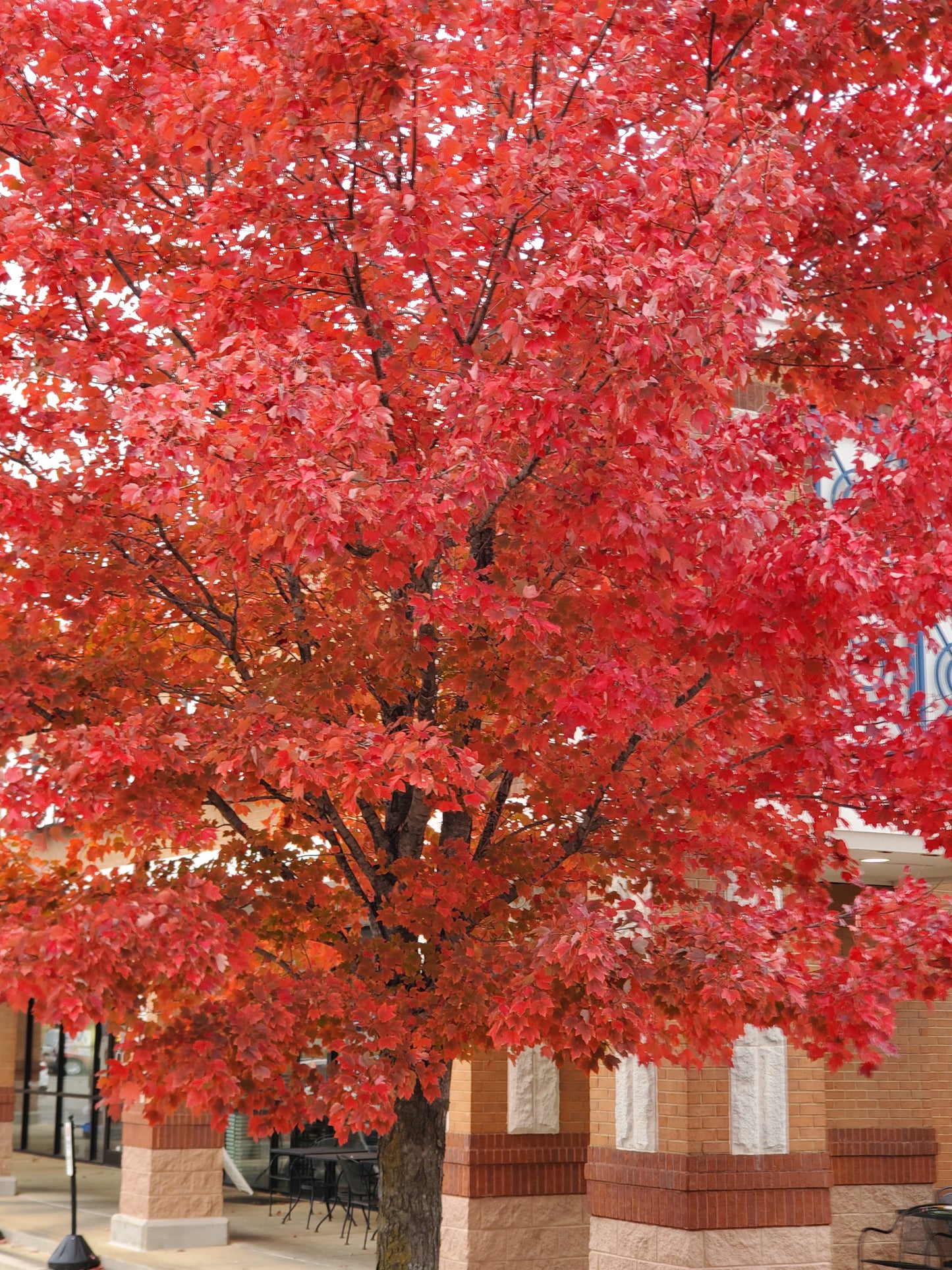 Brandywine Red Maple 'Acer rubrum '