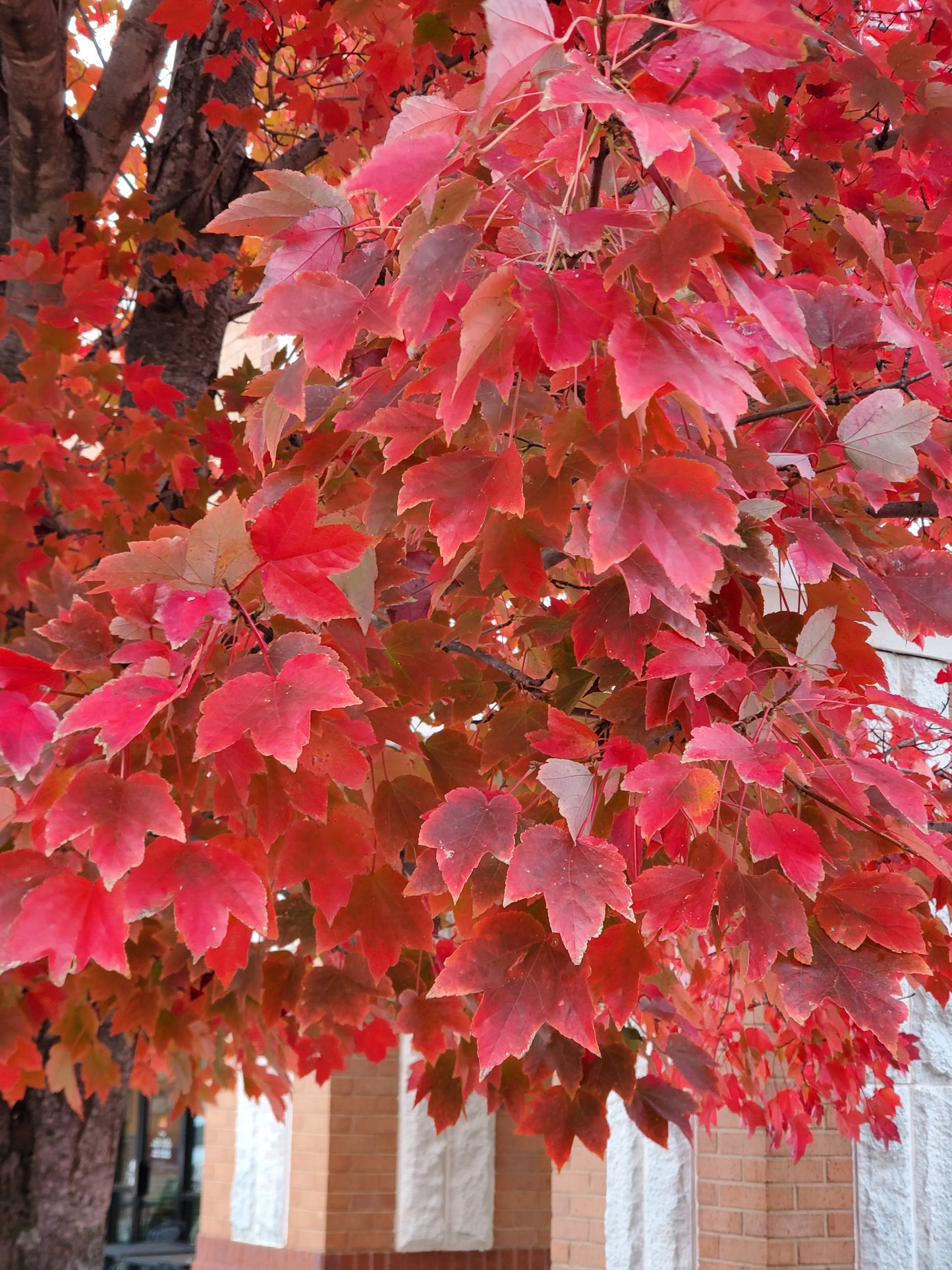 Brandywine Red Maple 'Acer rubrum '