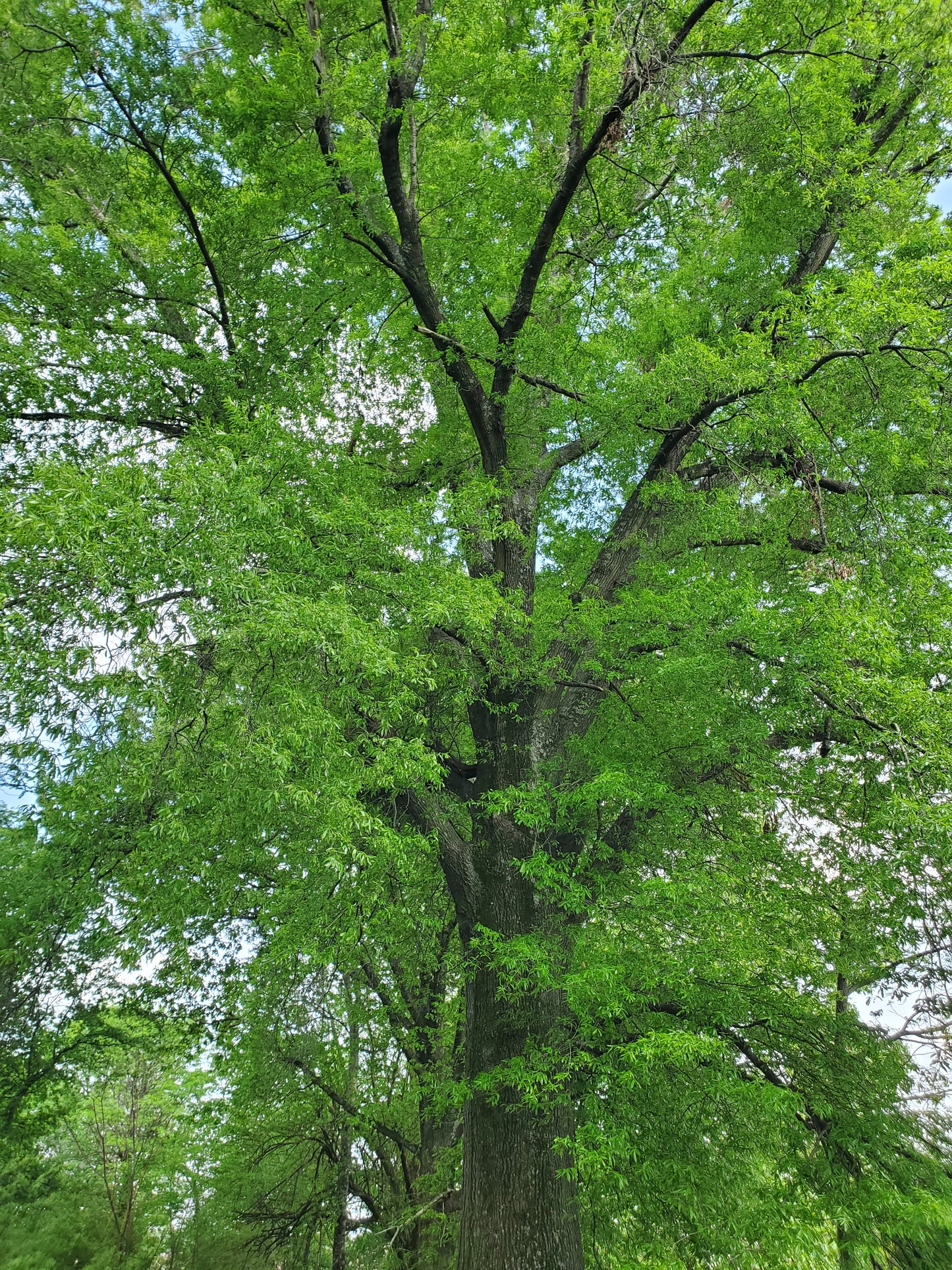 Willow Oak Quercus phellos