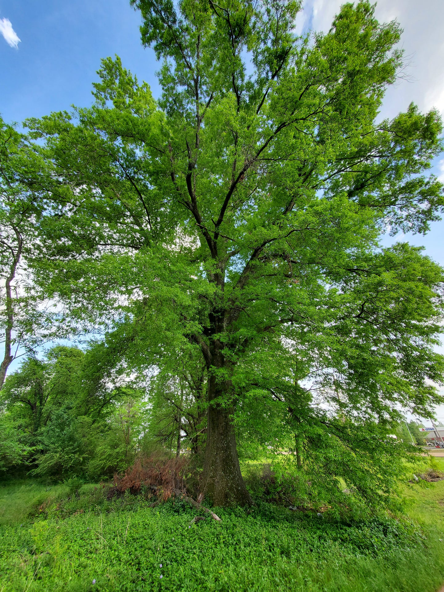 Willow Oak Quercus phellos