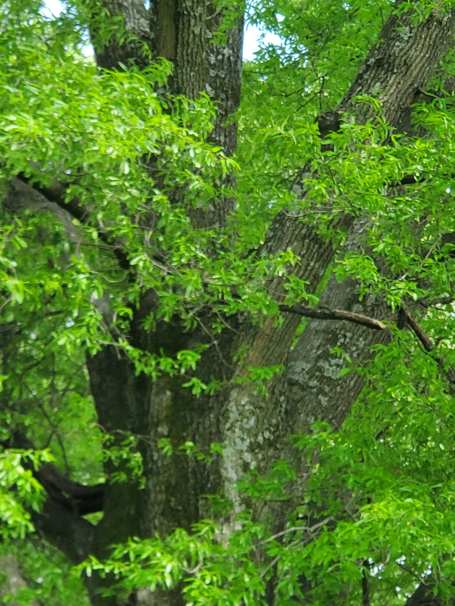Willow Oak Quercus phellos