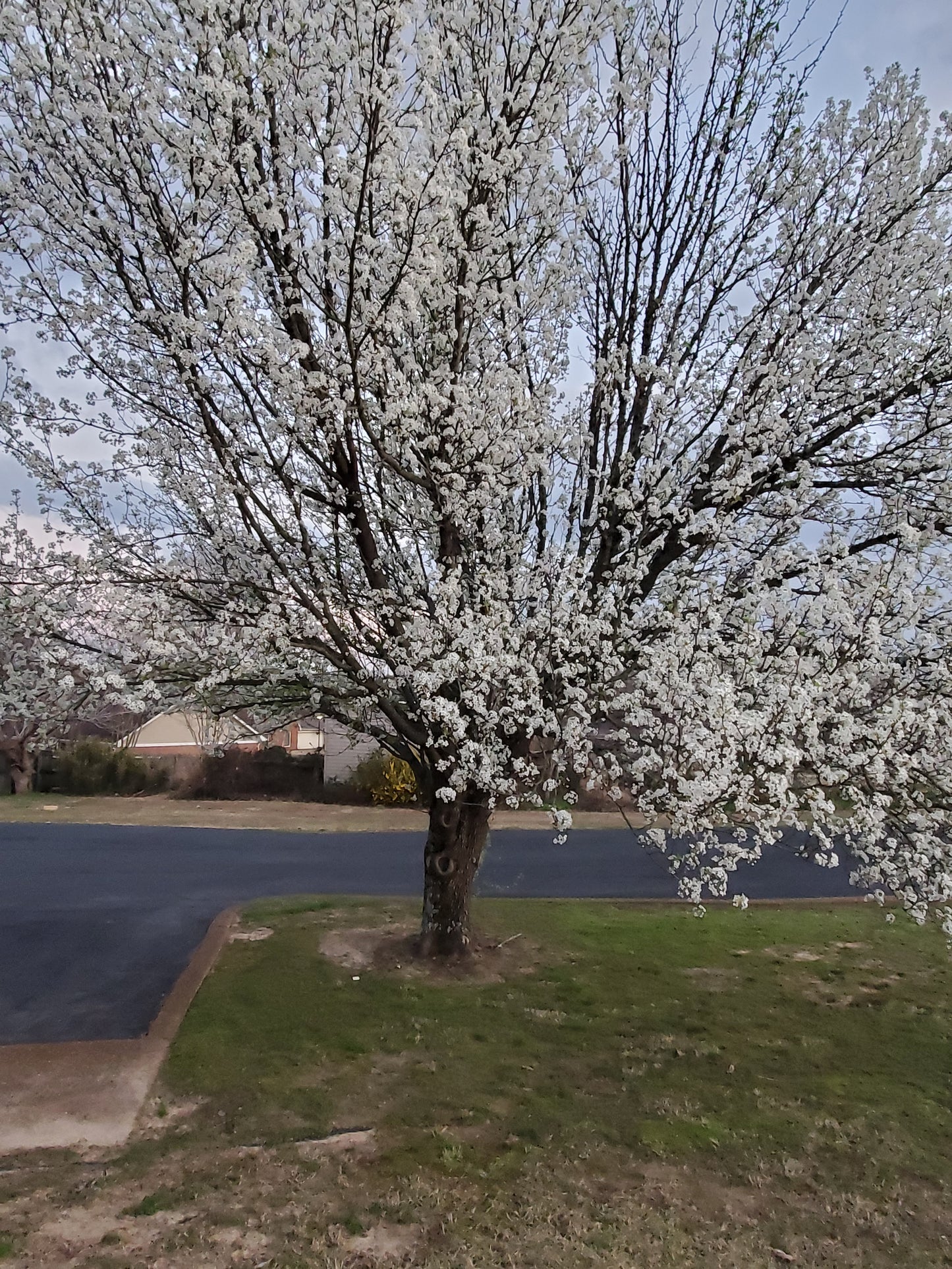 Cleveland Pear Tree Callery Pear Pyrus calleryana Cleveland Select