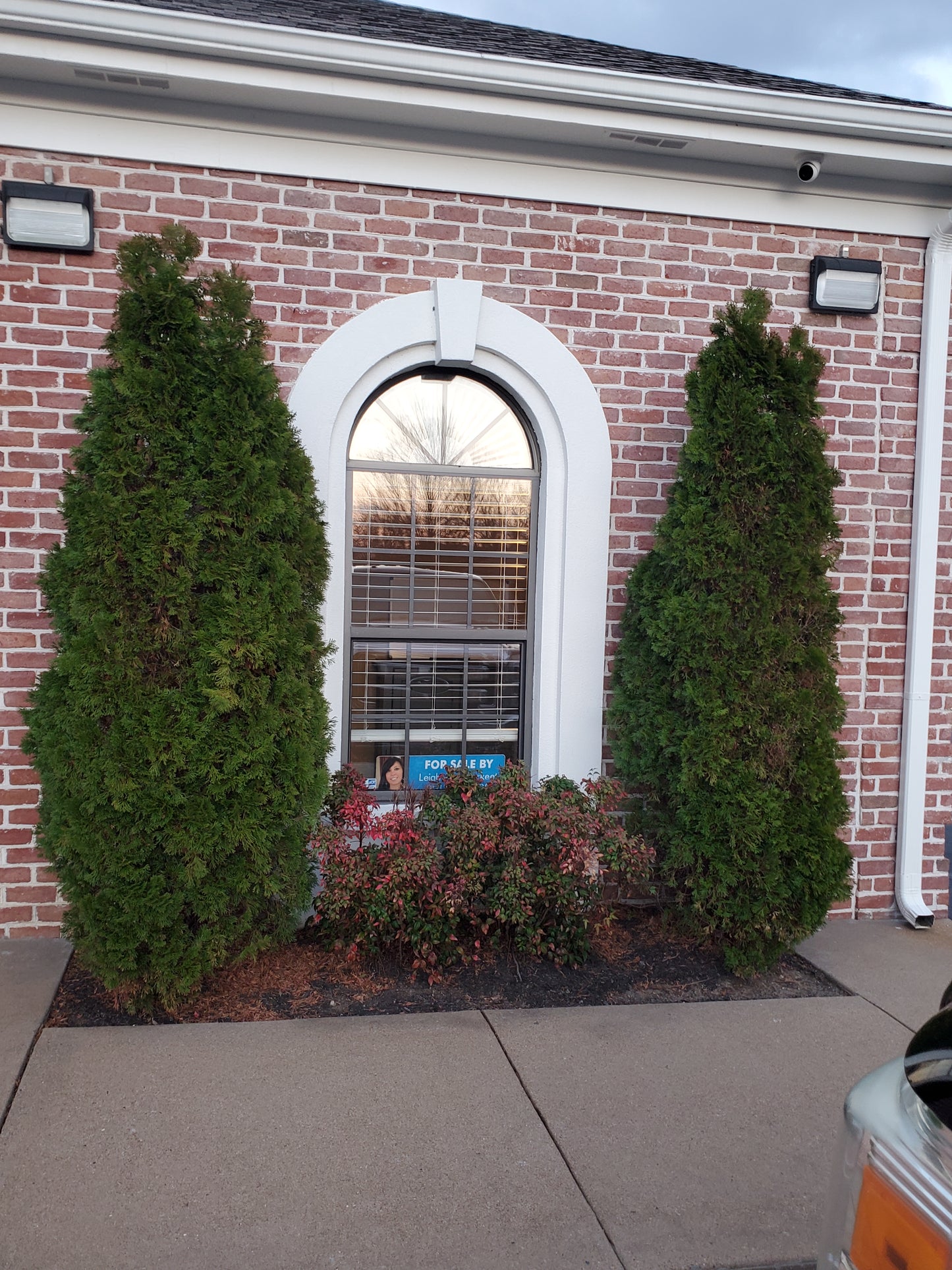Thuja plicata 'Green Giant' Western Red Cedar, Giant Arborvitae