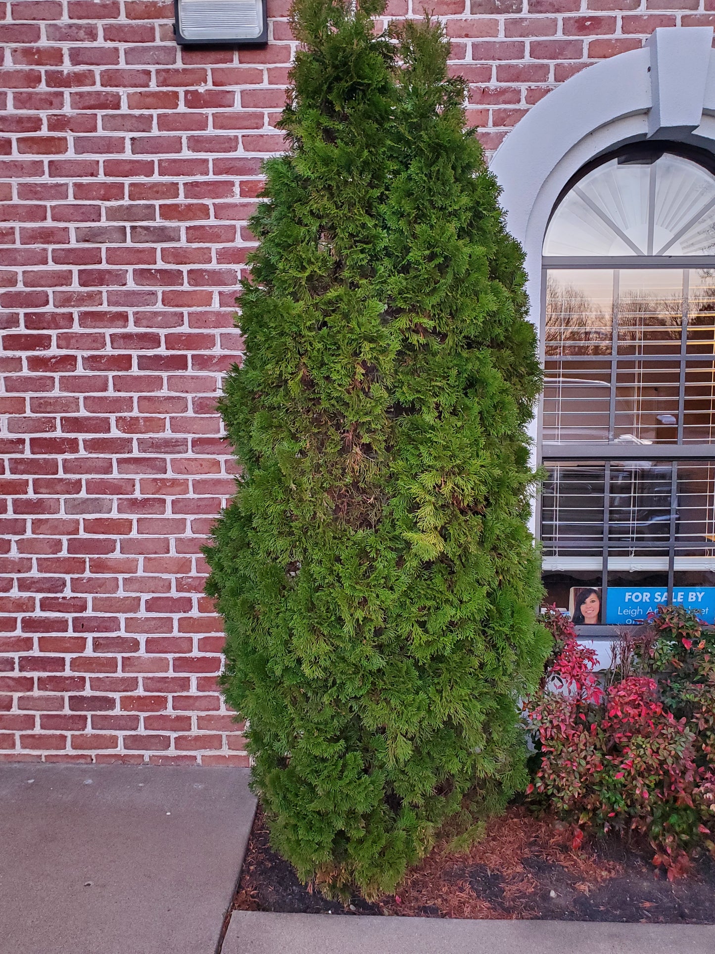 Thuja plicata 'Green Giant' Western Red Cedar, Giant Arborvitae