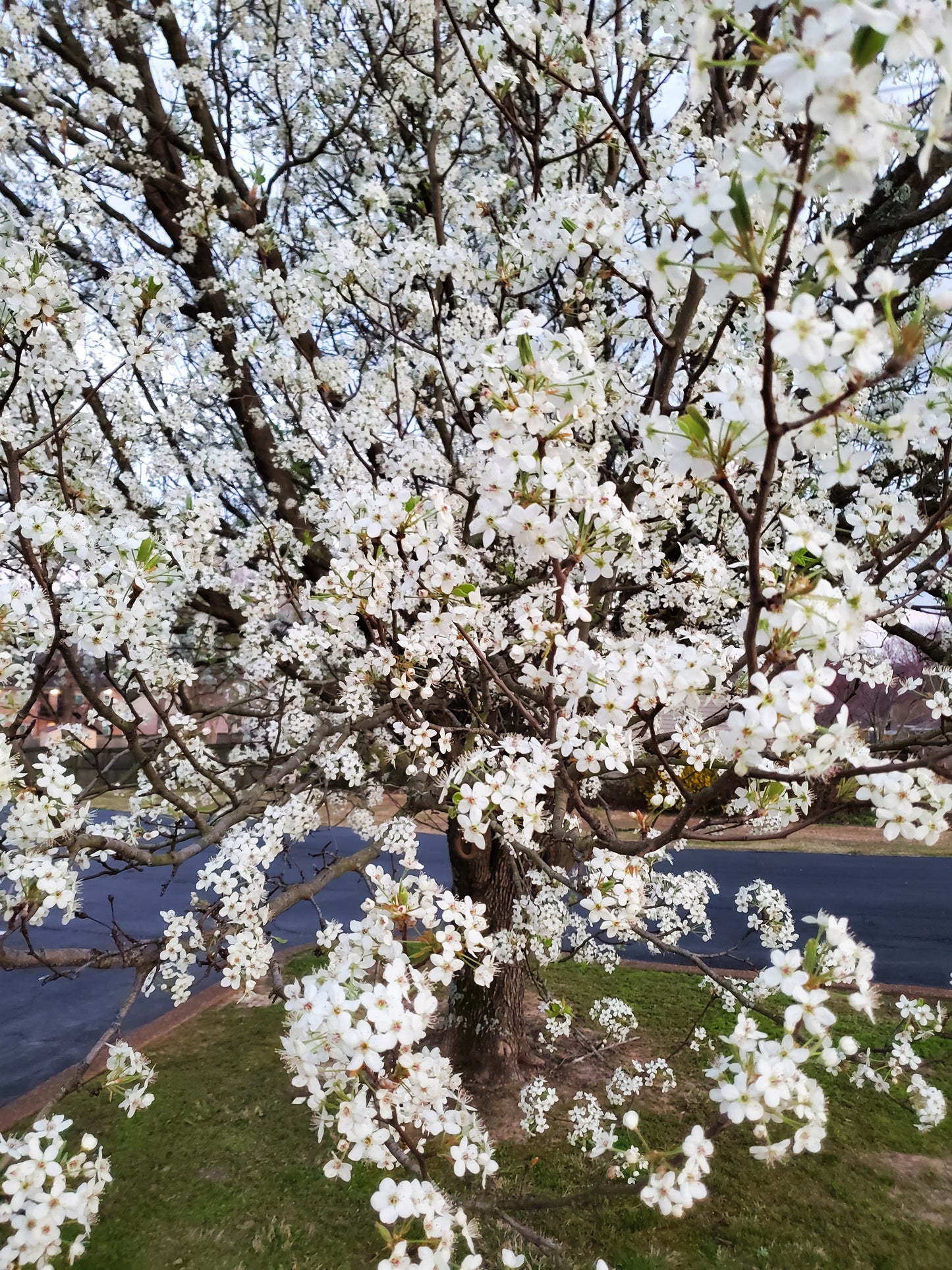 Cleveland Pear Tree Callery Pear Pyrus calleryana Cleveland Select