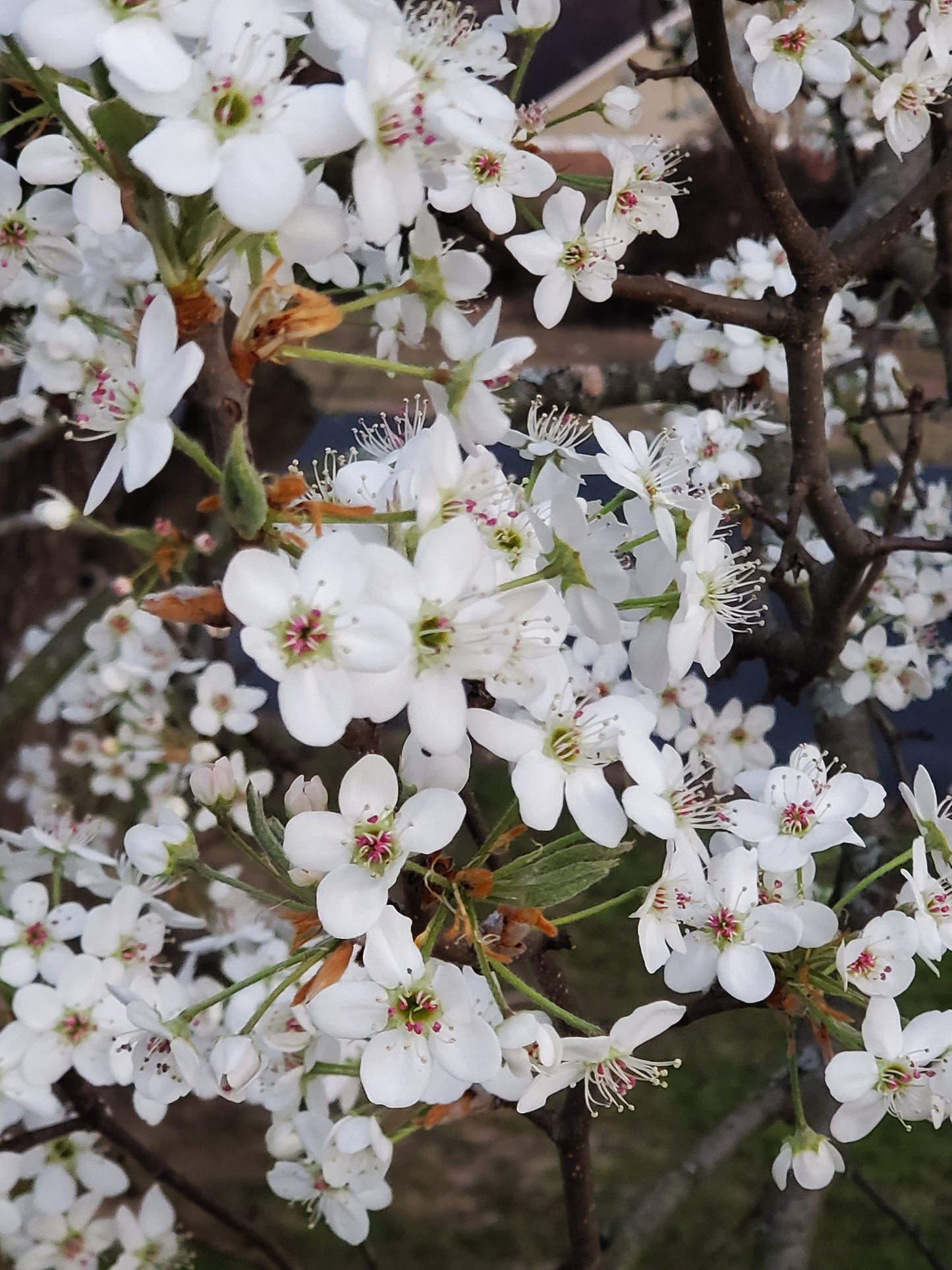 Yoshino Cherry (Prunus yedoensis)