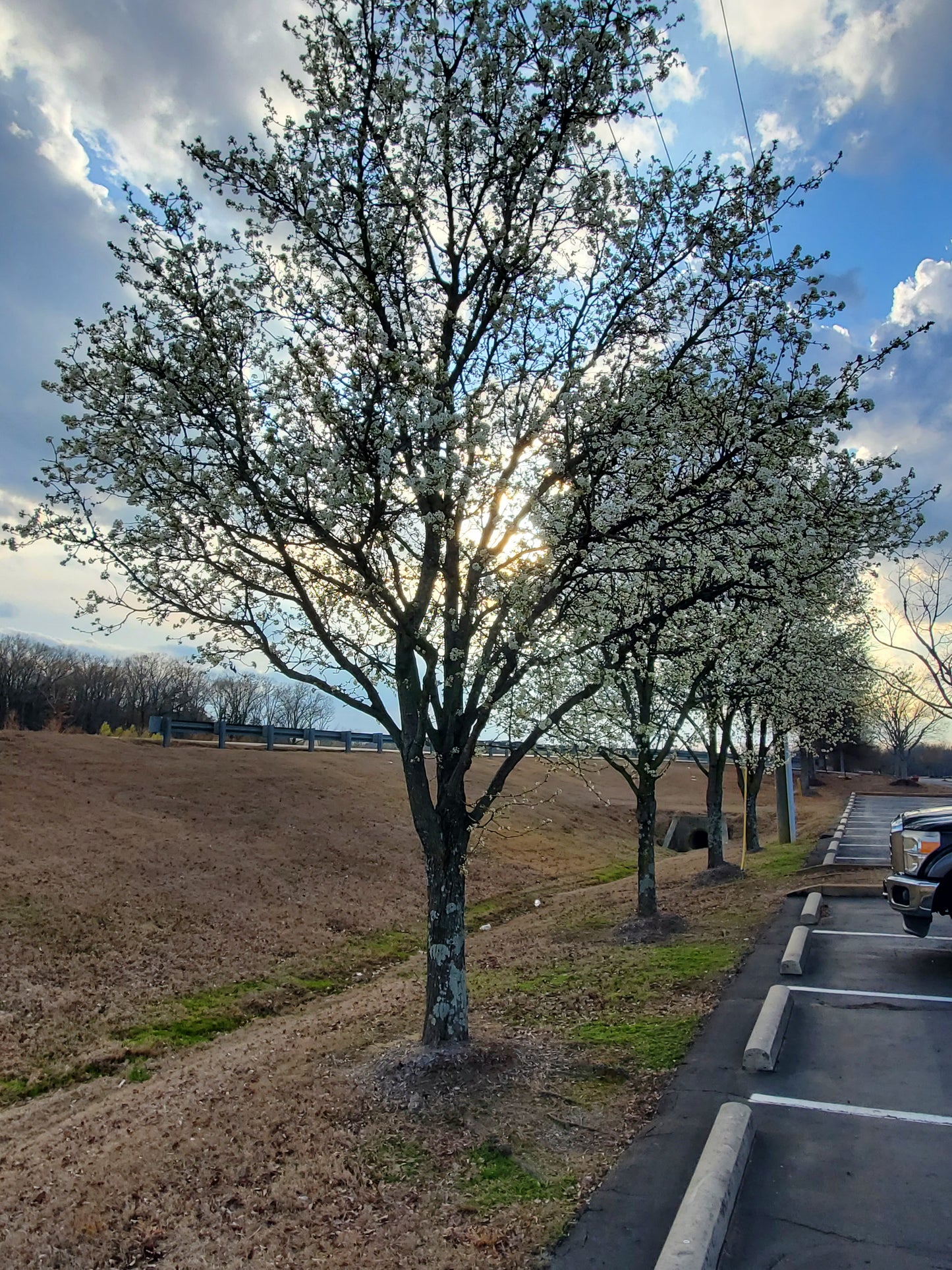Cleveland Pear Tree Callery Pear Pyrus calleryana Cleveland Select