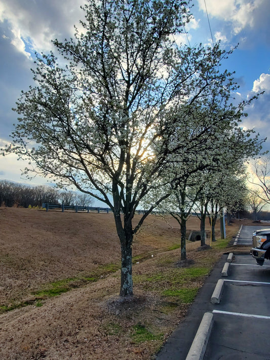 Cleveland Pear Tree Callery Pear Pyrus calleryana Cleveland Select