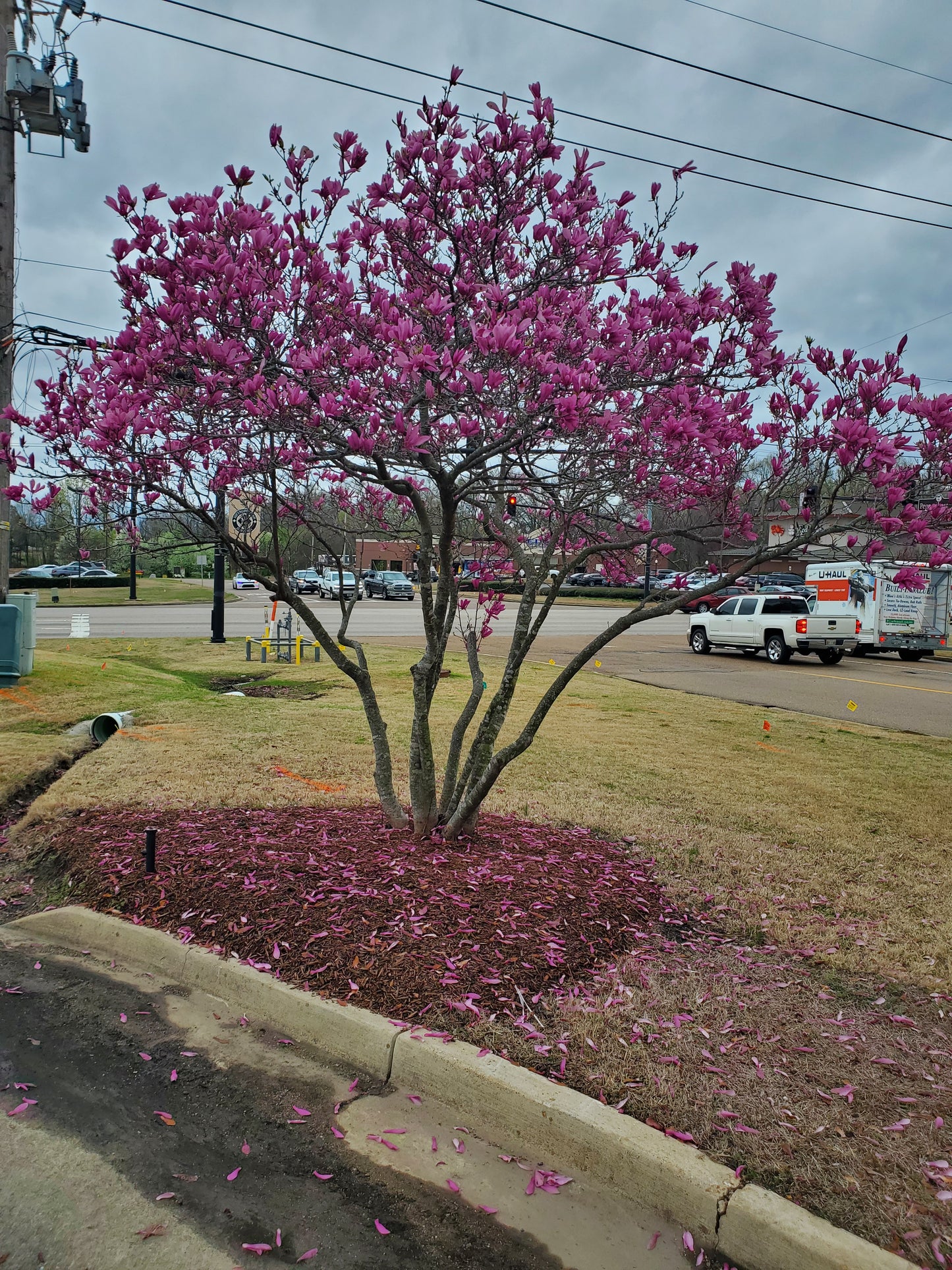 Jane Magnolia 'Magnolia 'Jane' Deciduous Magnolia