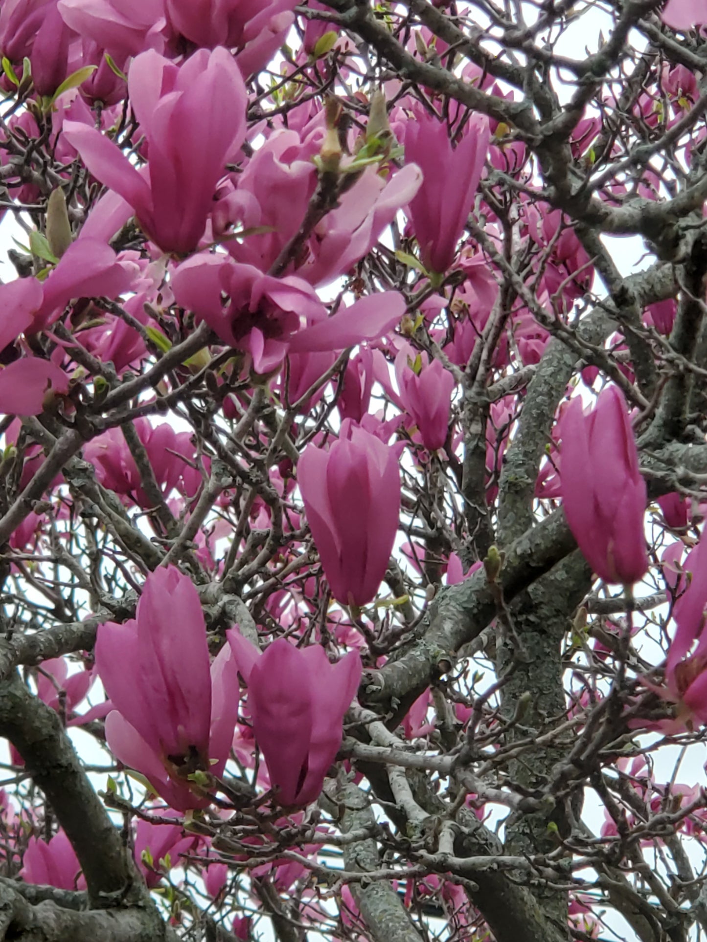 Jane Magnolia 'Magnolia 'Jane' Deciduous Magnolia