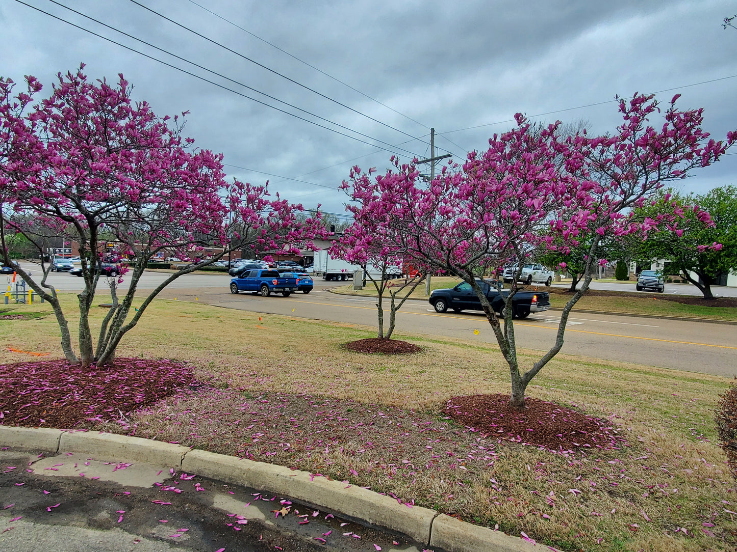 Jane Magnolia Deciduous Magnolia