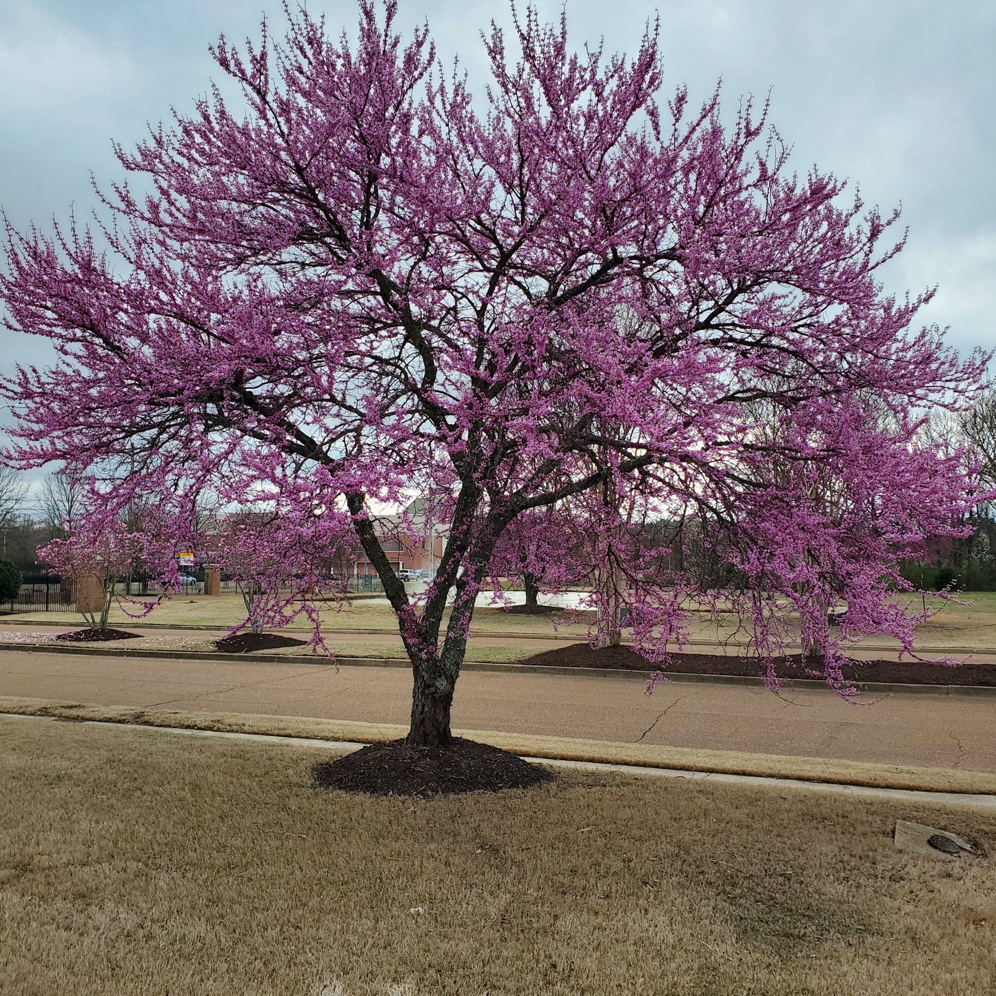 Jane Magnolia Deciduous Magnolia