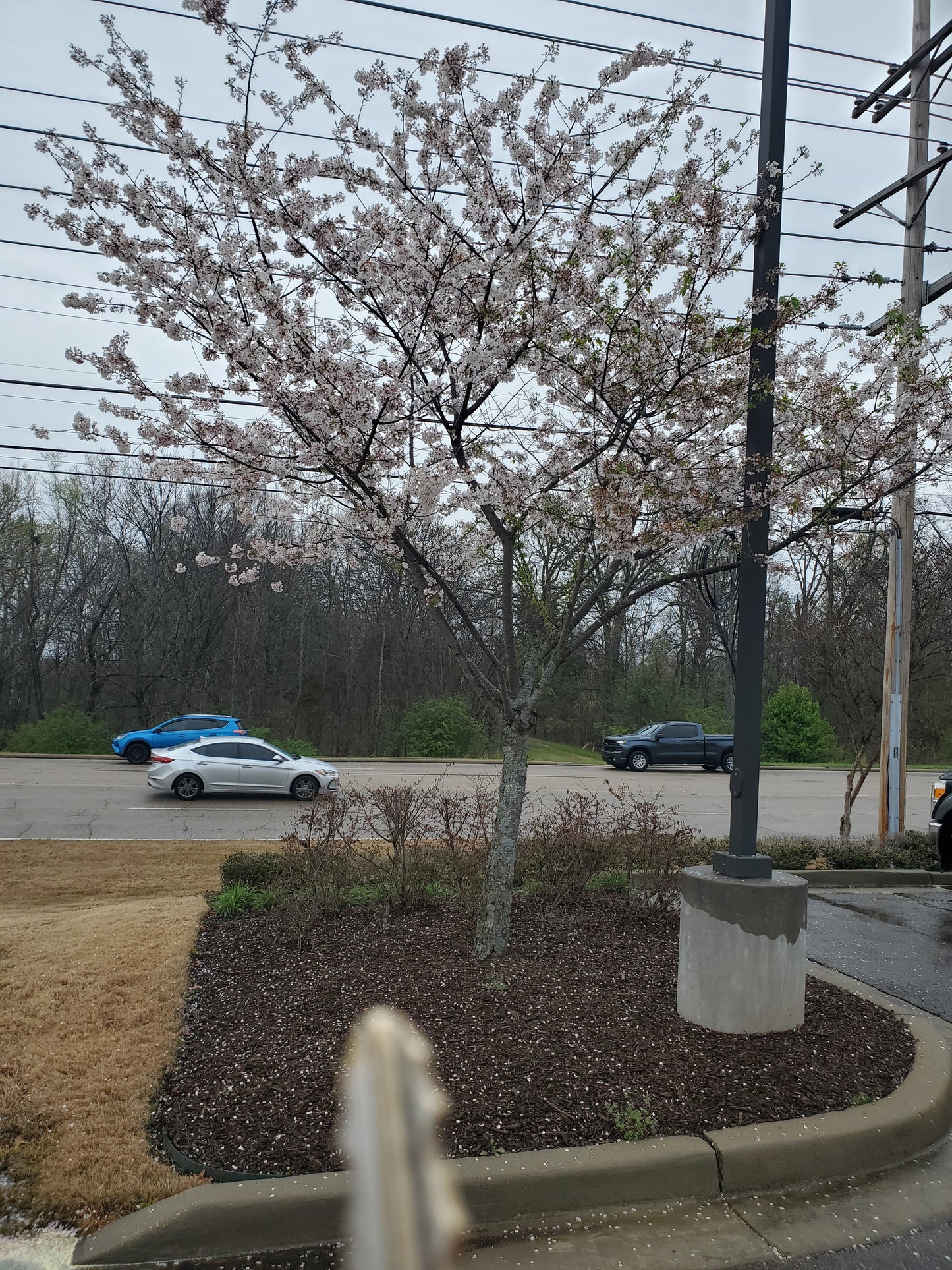 Yoshino Cherry (Prunus yedoensis)