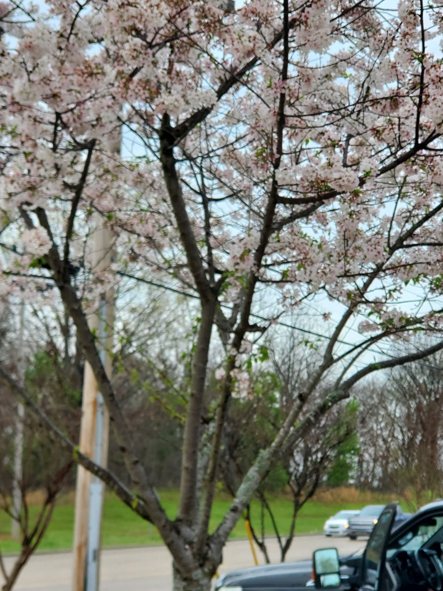 Yoshino Cherry (Prunus yedoensis)