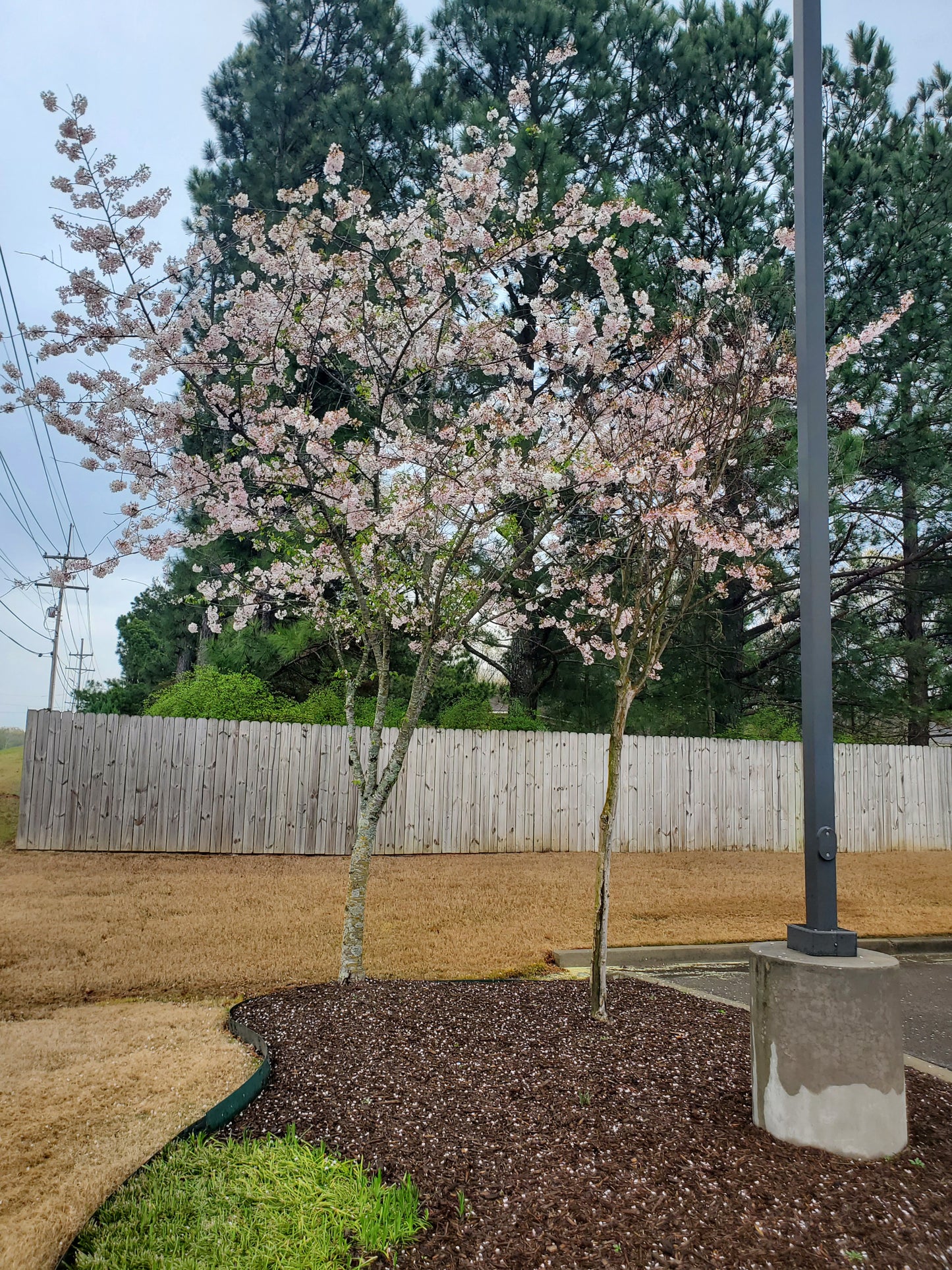 Yoshino Cherry (Prunus yedoensis)