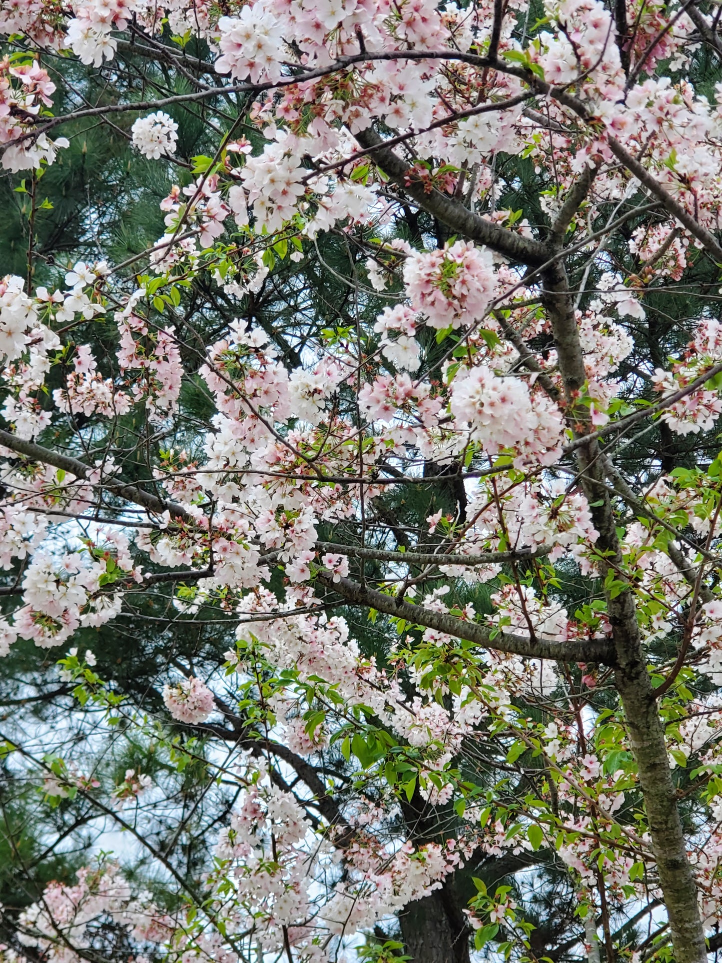 Yoshino Cherry (Prunus yedoensis)