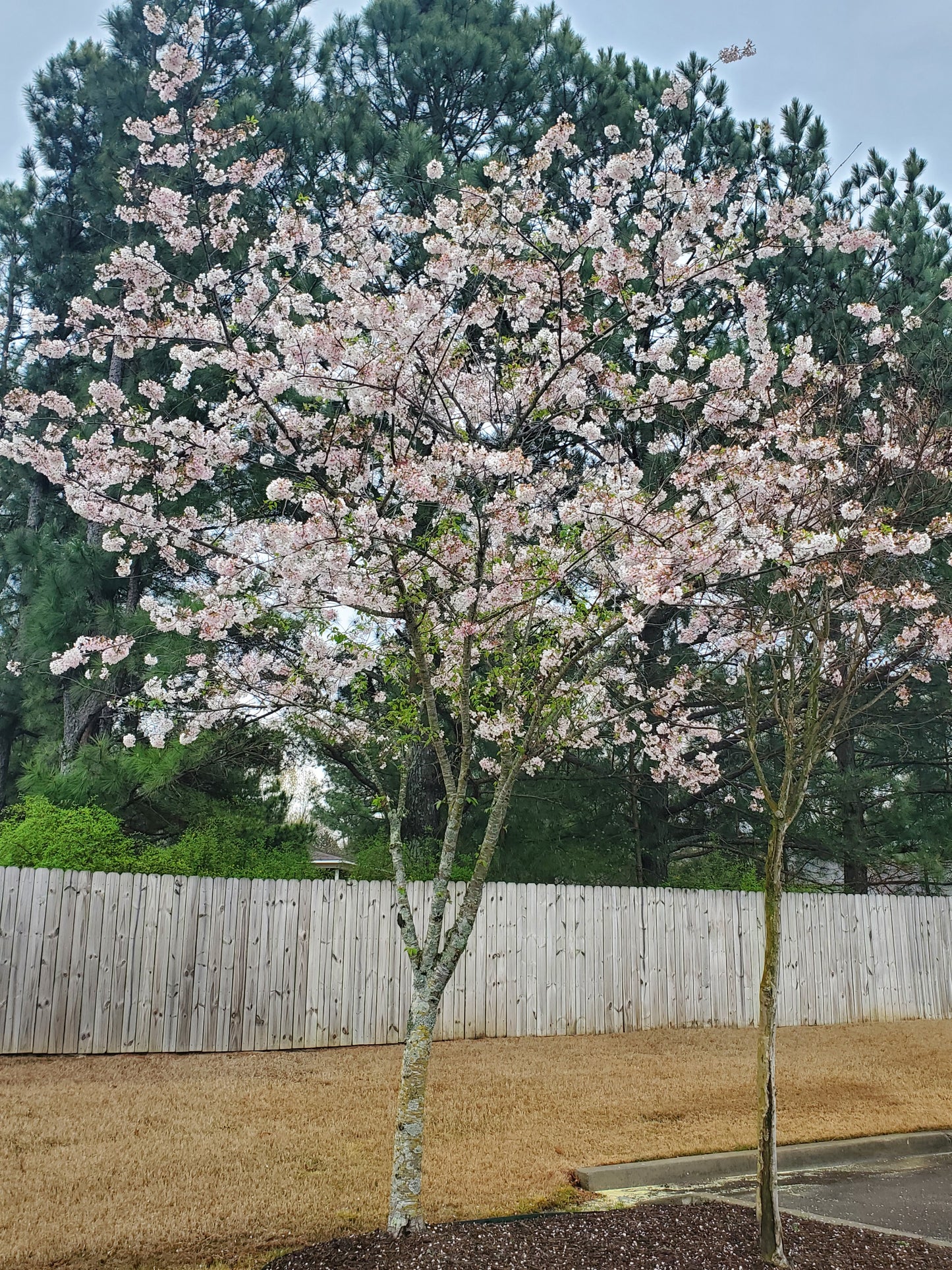 Yoshino Cherry (Prunus yedoensis)