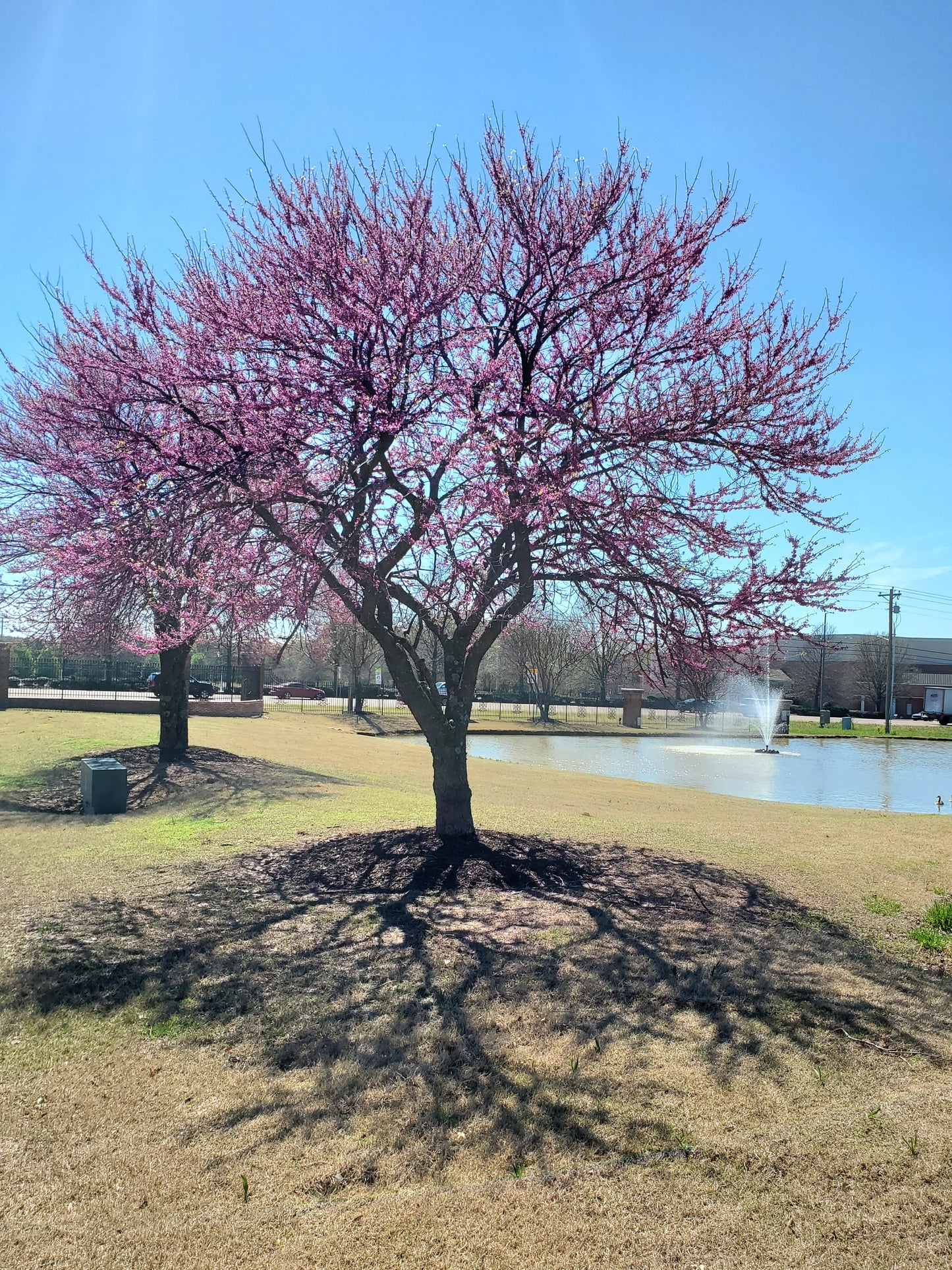 Eastern Redbud Cercis canadensis