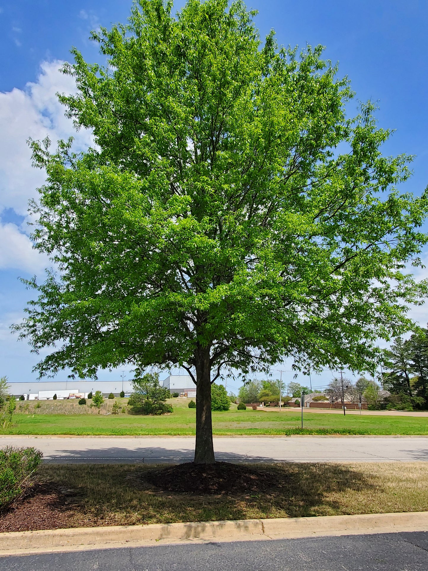 Willow Oak Quercus phellos