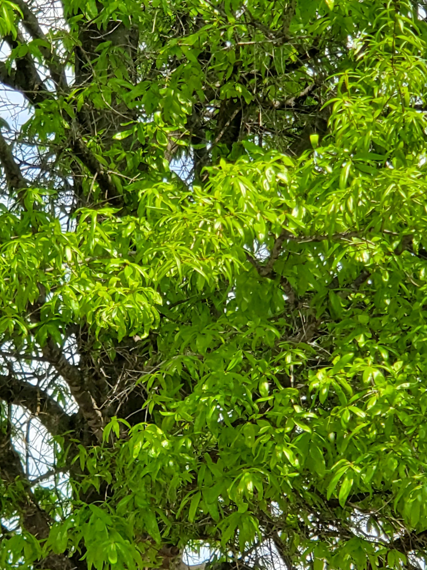 Willow Oak Quercus phellos