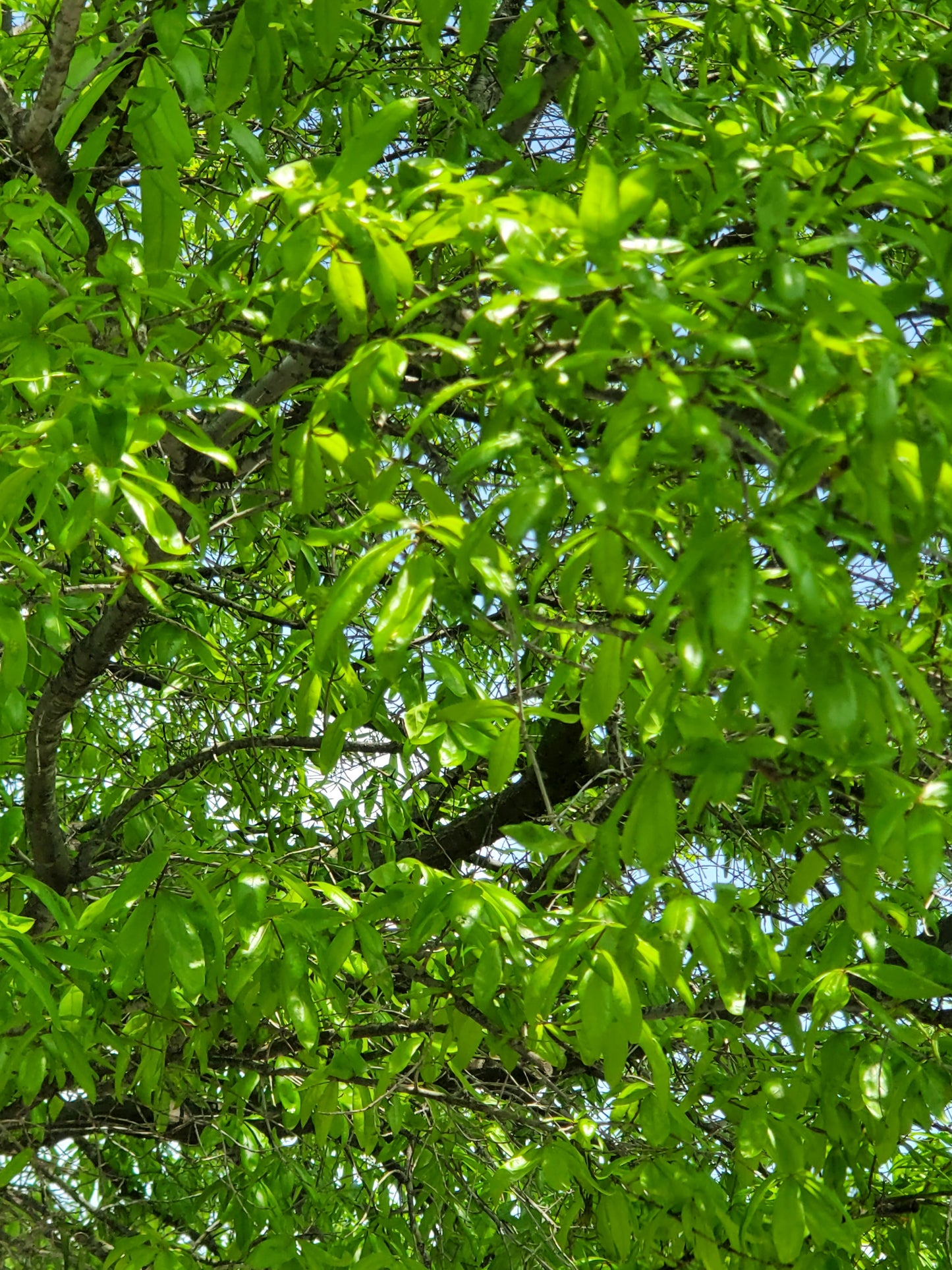 Willow Oak Quercus phellos
