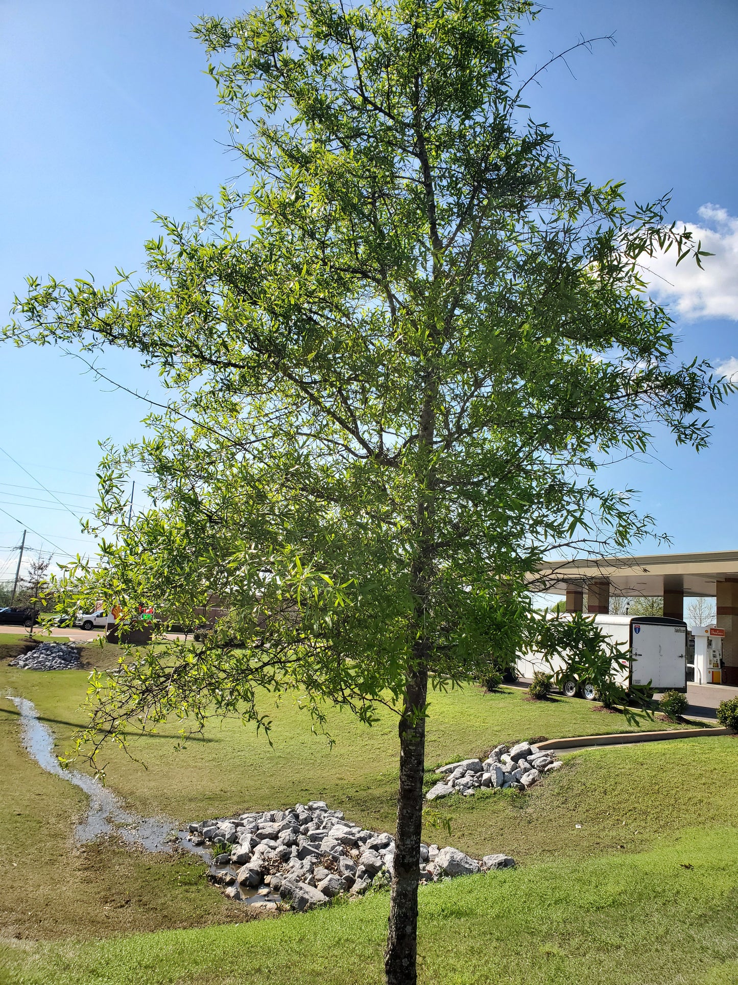 Willow Oak Quercus phellos