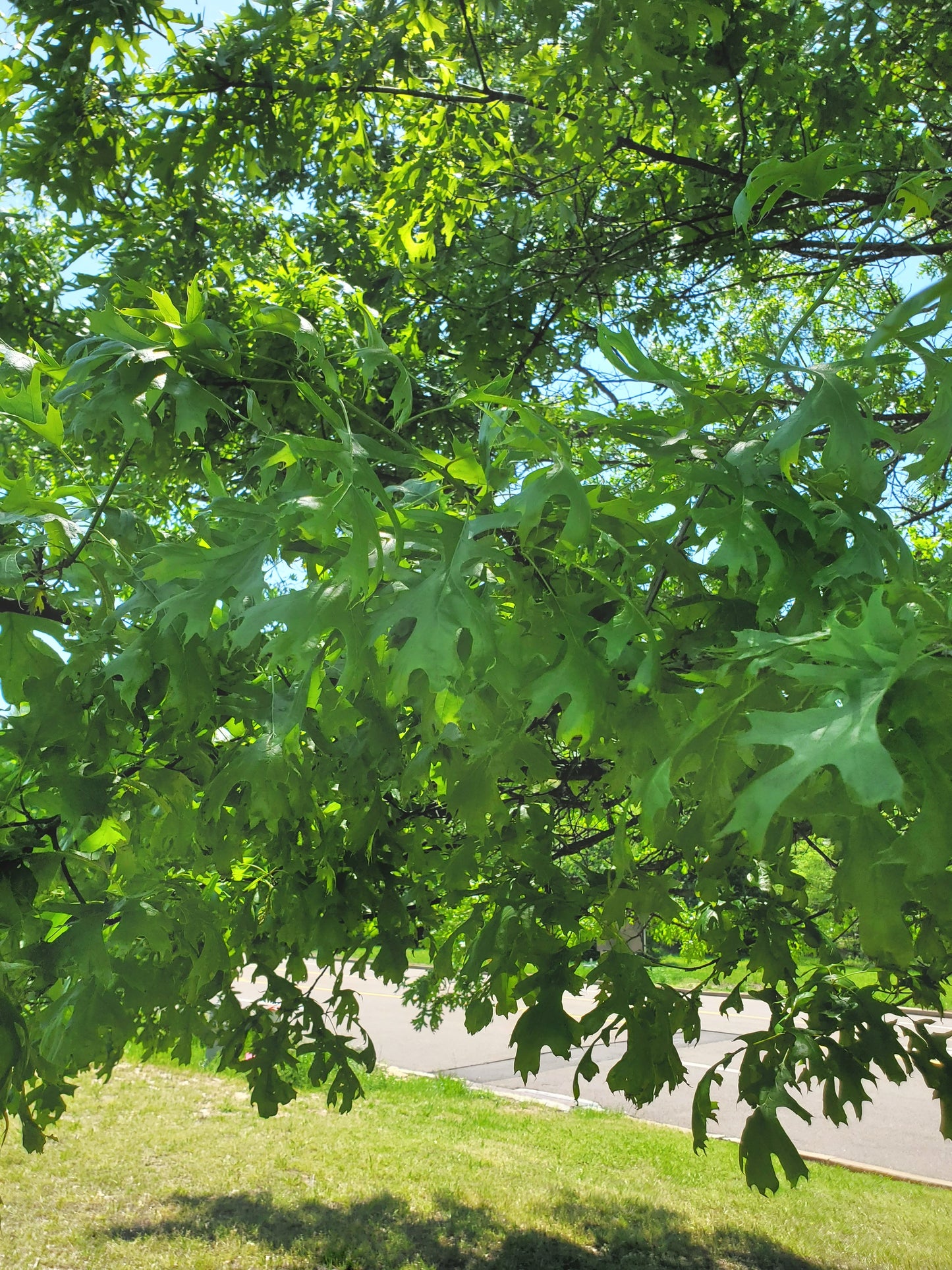 Shumard Oak (Quercus shumardii)