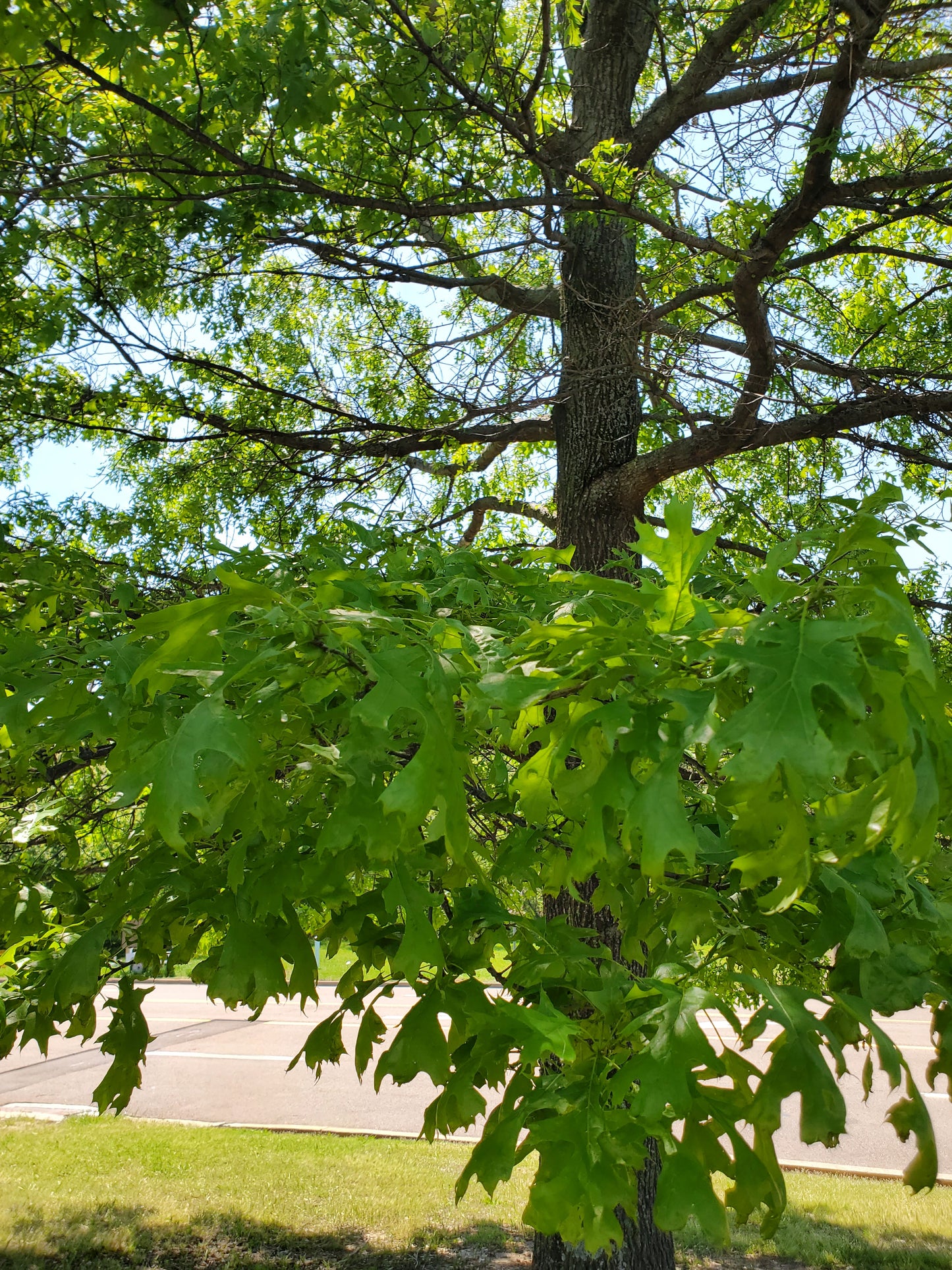 Shumard Oak (Quercus shumardii)