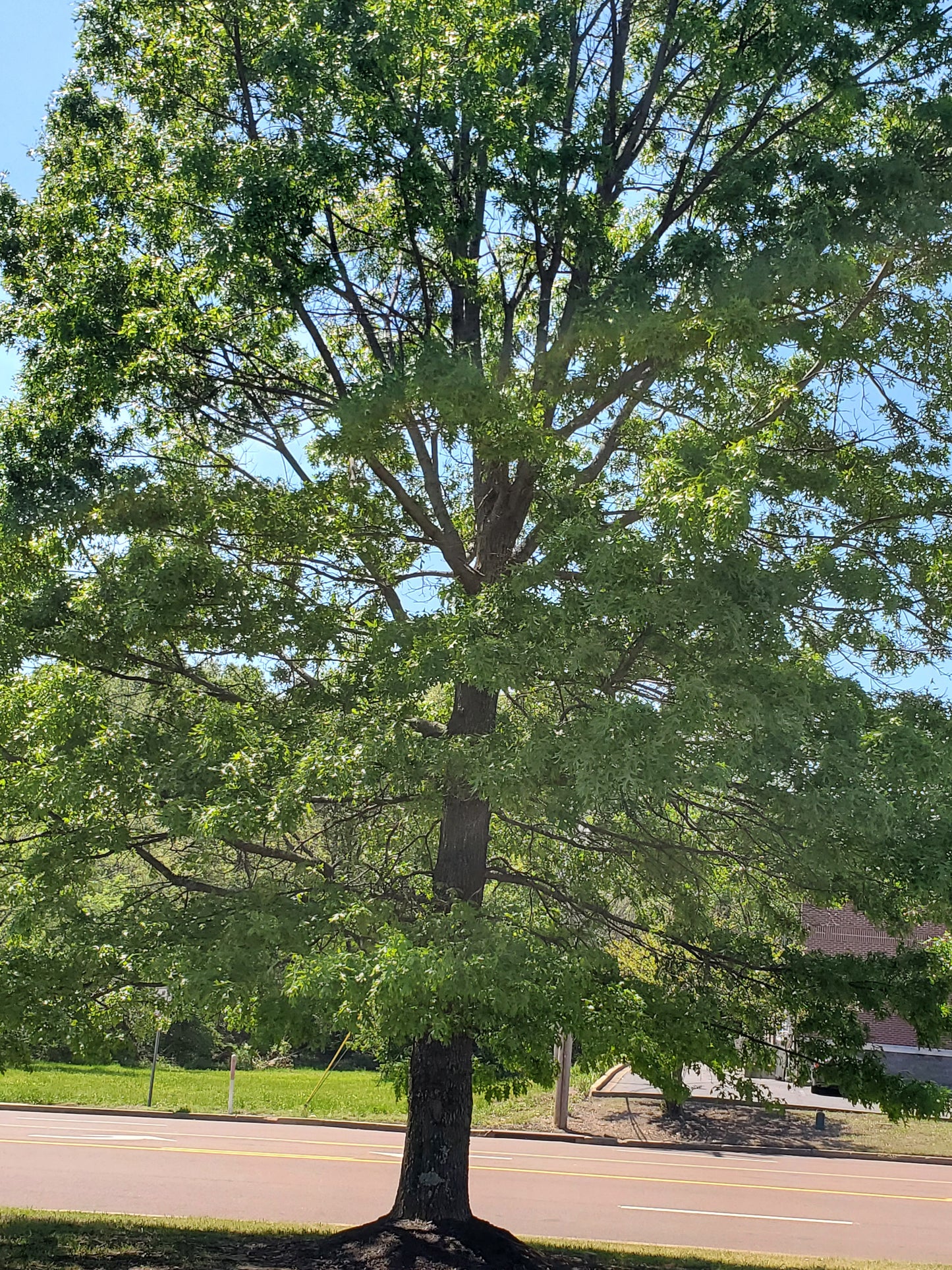 Shumard Oak (Quercus shumardii)