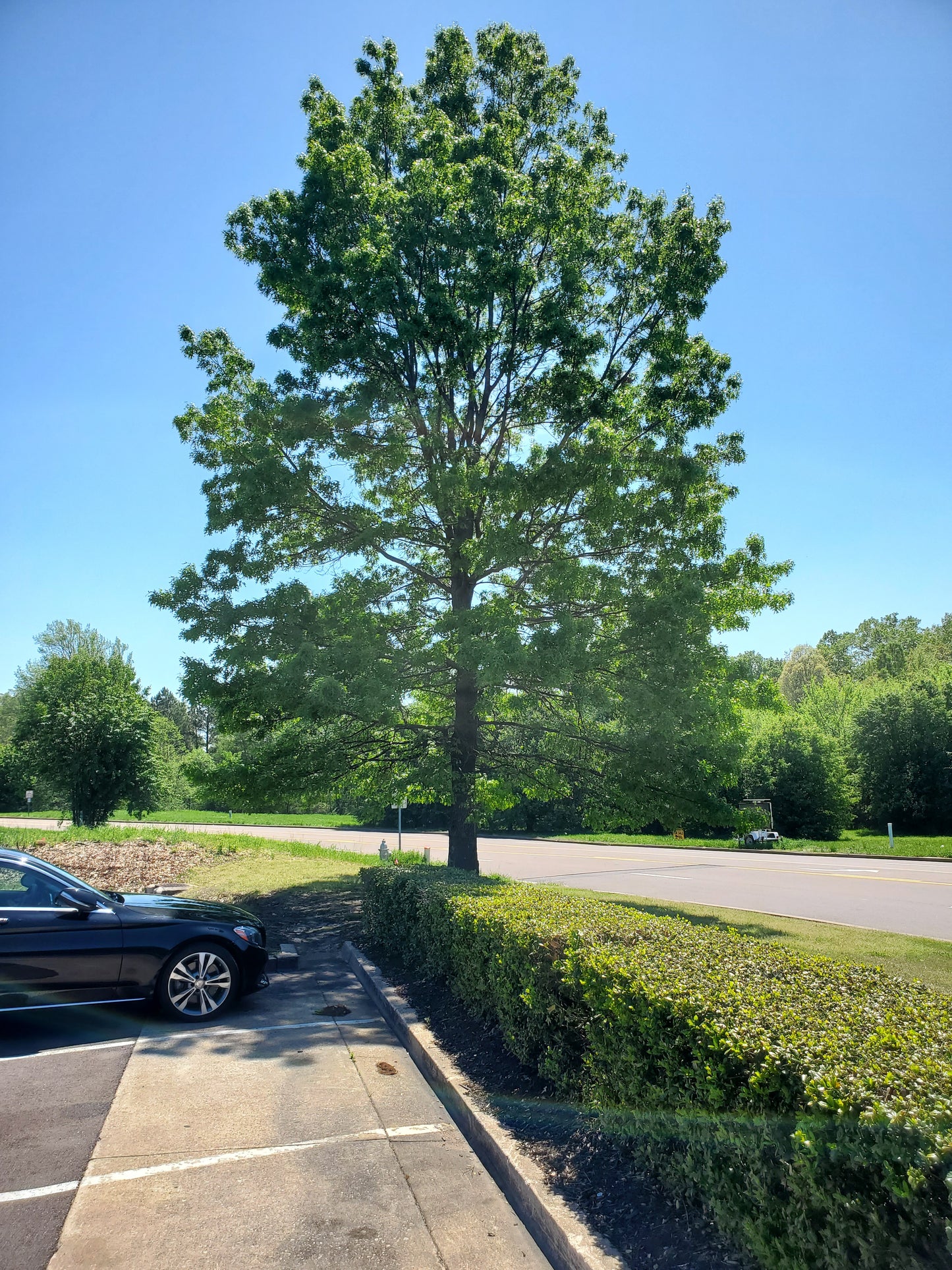 Shumard Oak (Quercus shumardii)