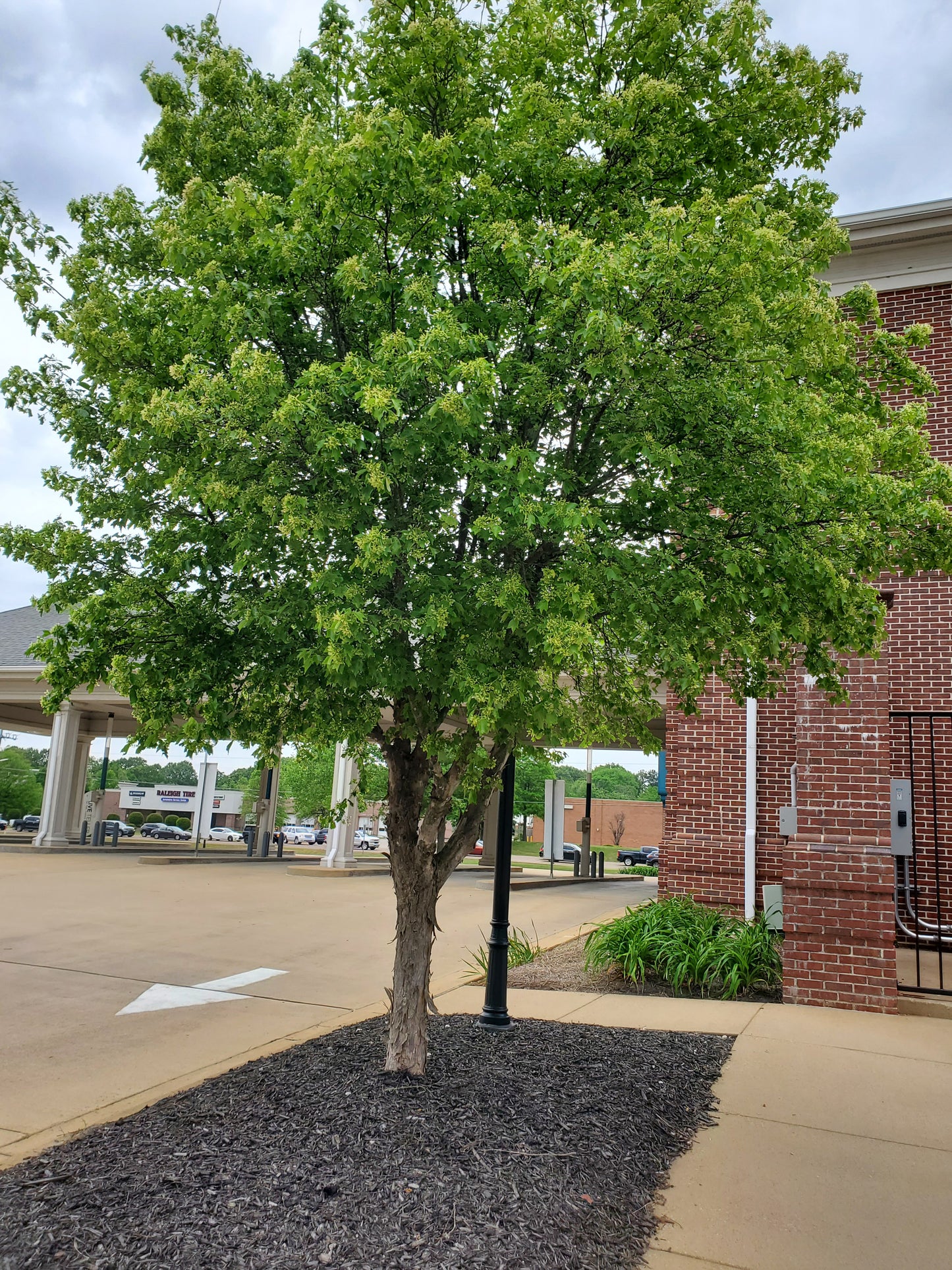 Trident Maple (Acer buergerianum)