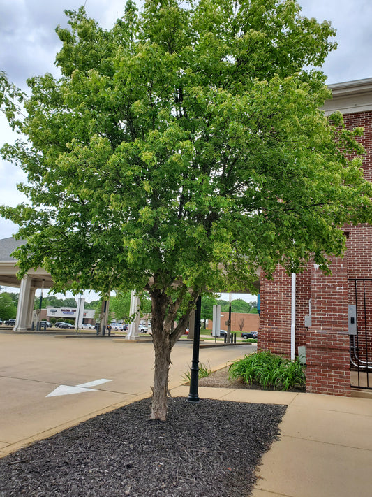 Trident Maple (Acer buergerianum)