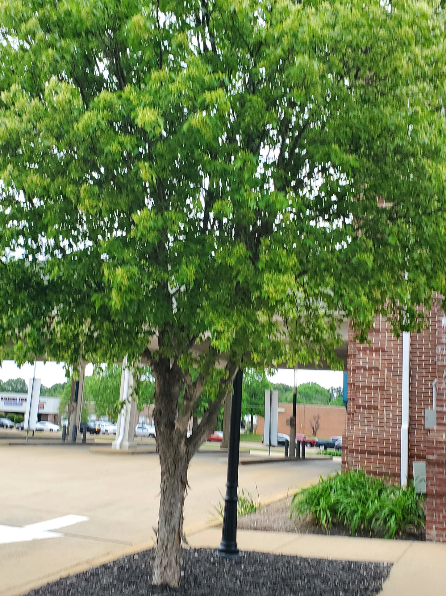 Trident Maple (Acer buergerianum)