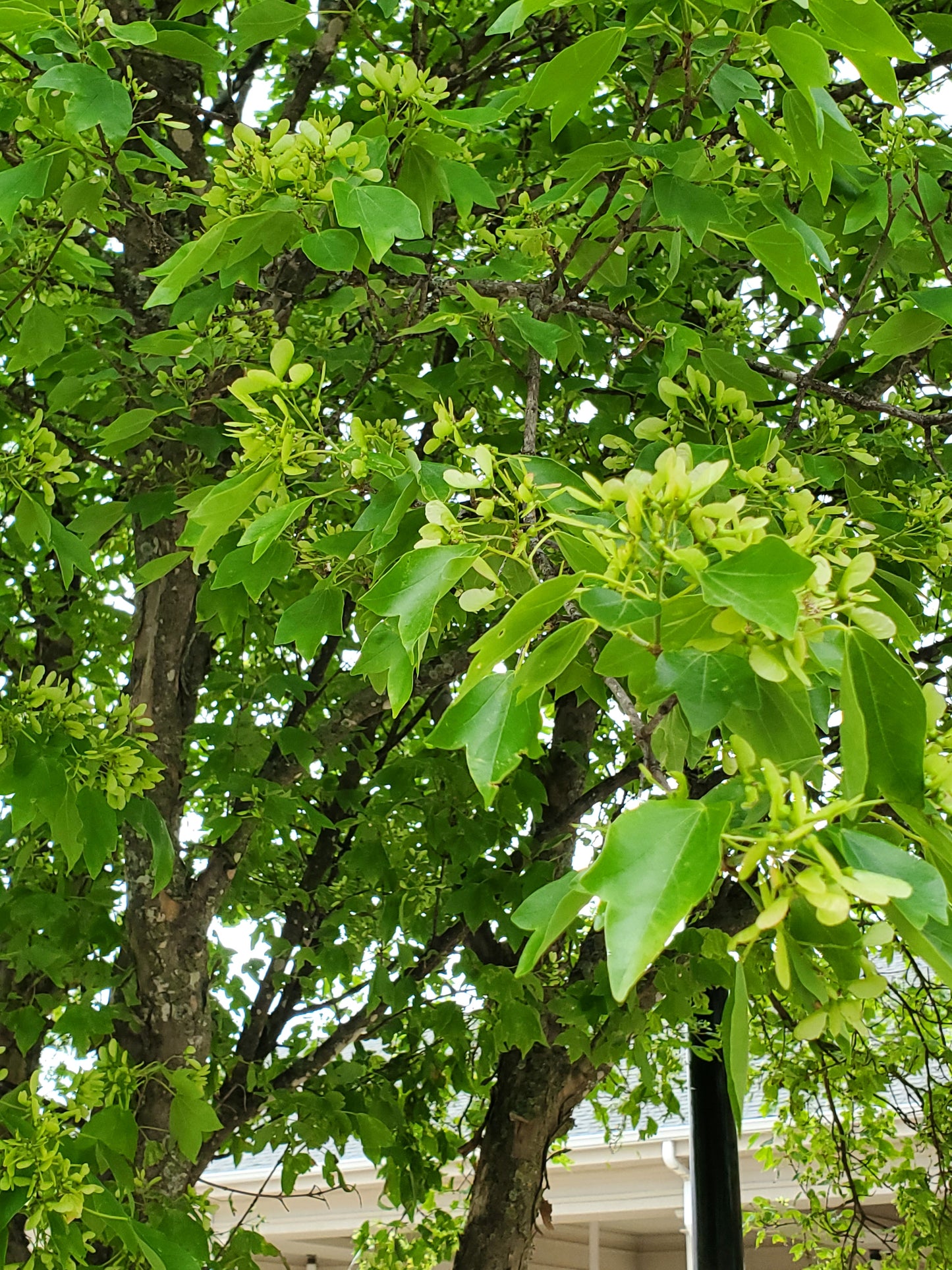 Trident Maple (Acer buergerianum)