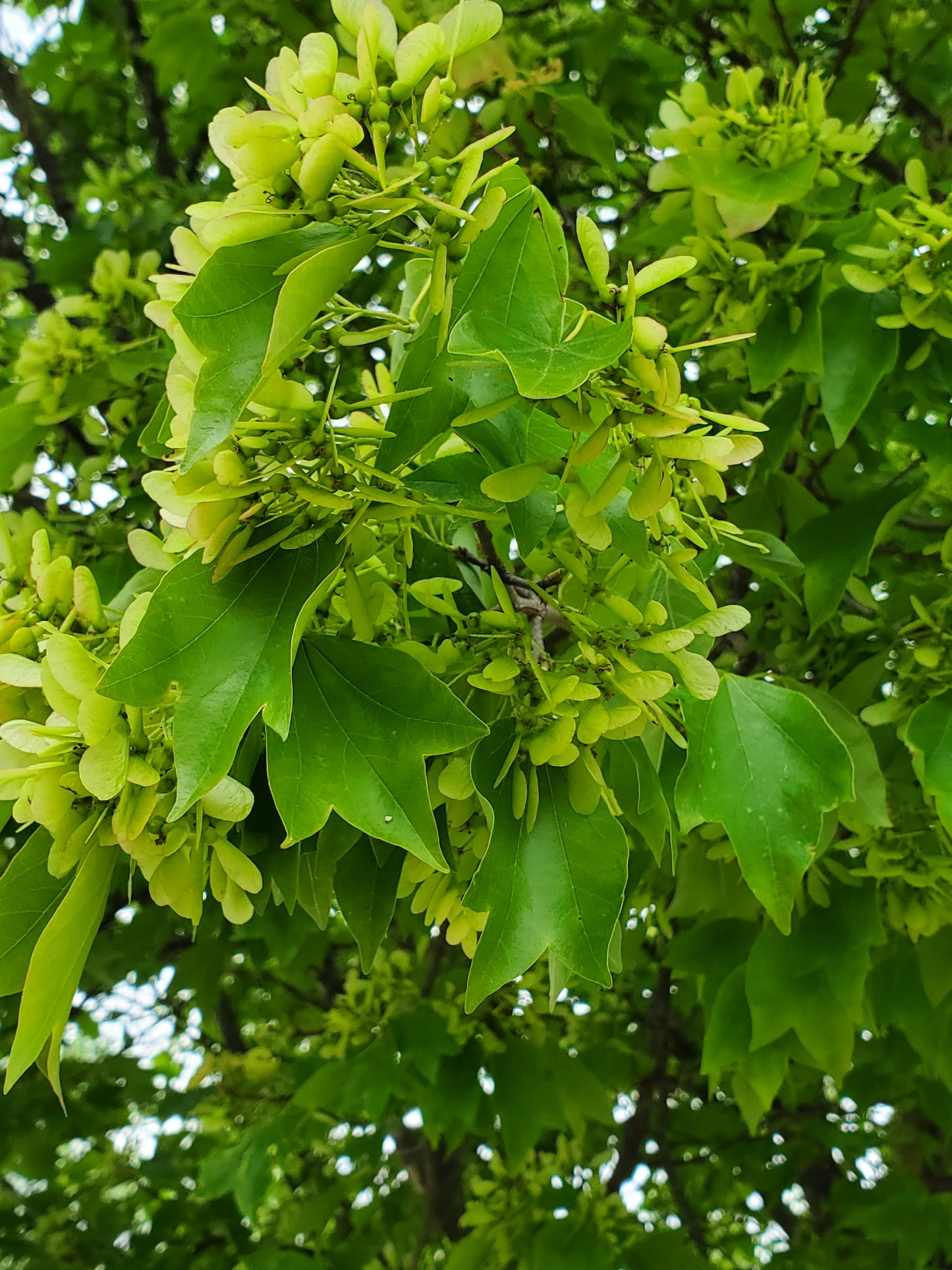 Trident Maple (Acer buergerianum)
