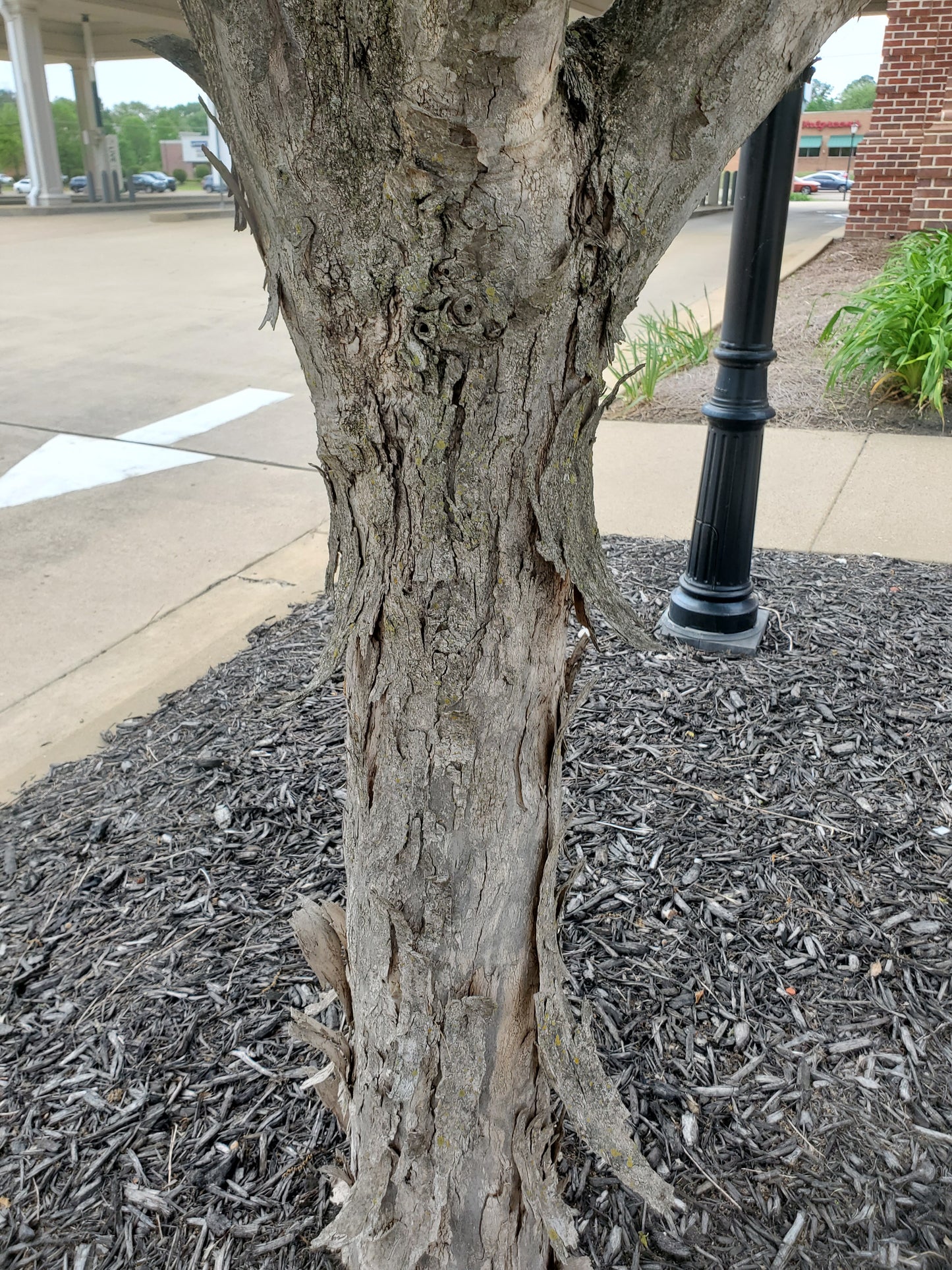Trident Maple (Acer buergerianum)