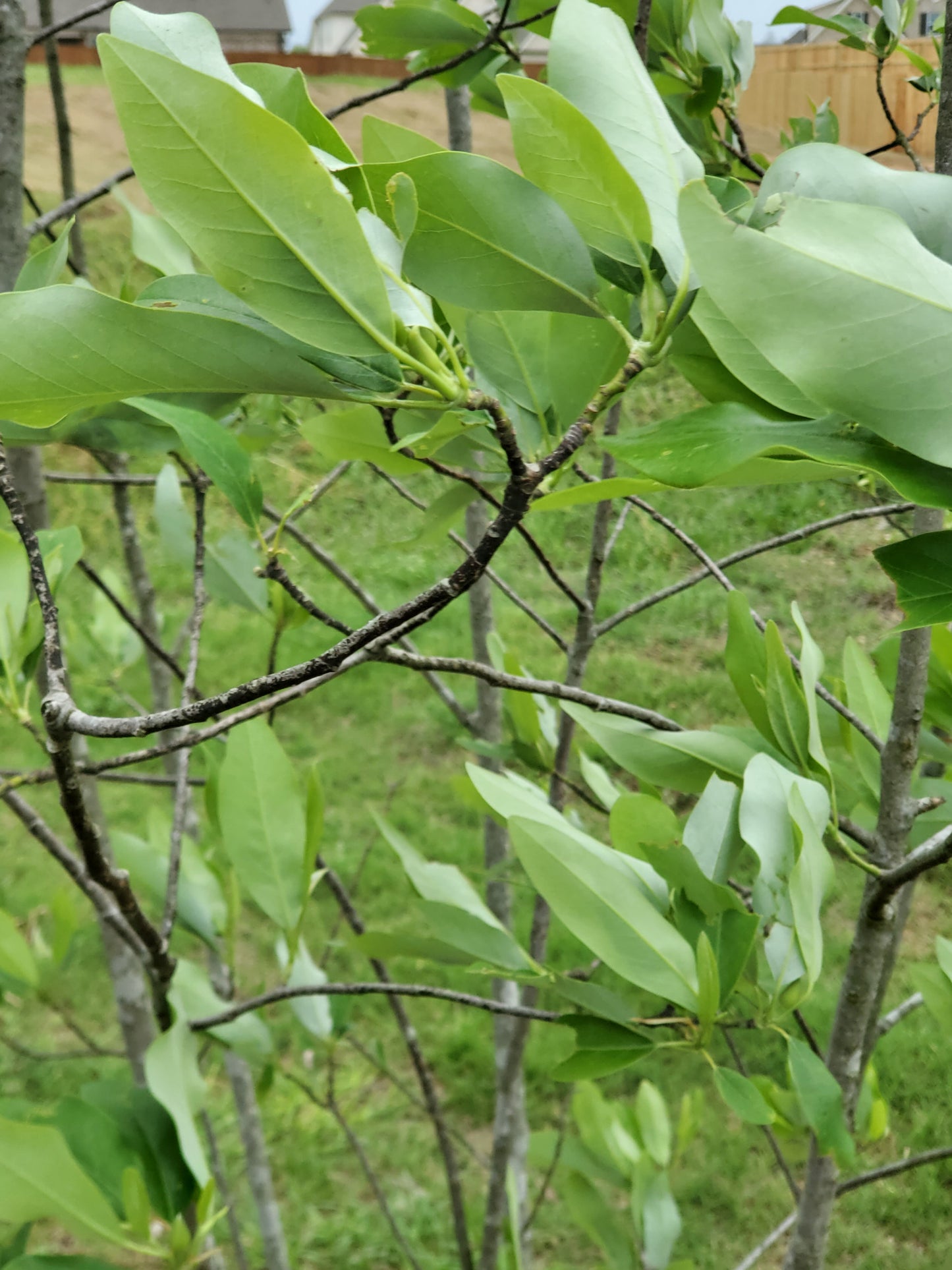 Sweet Bay Magnolia Also Known as Moonglow Magnolia (Magnolia virginiana)