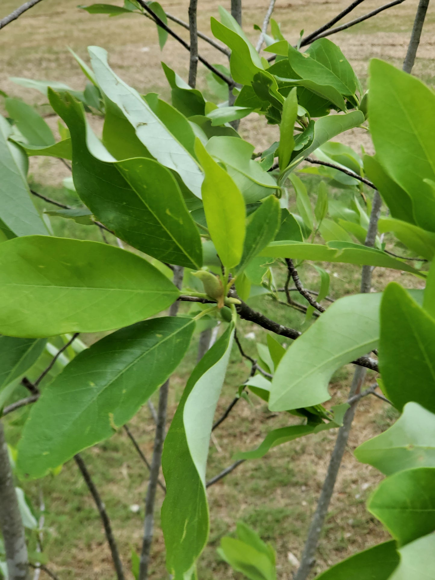 Sweet Bay Magnolia Also Known as Moonglow Magnolia (Magnolia virginiana)