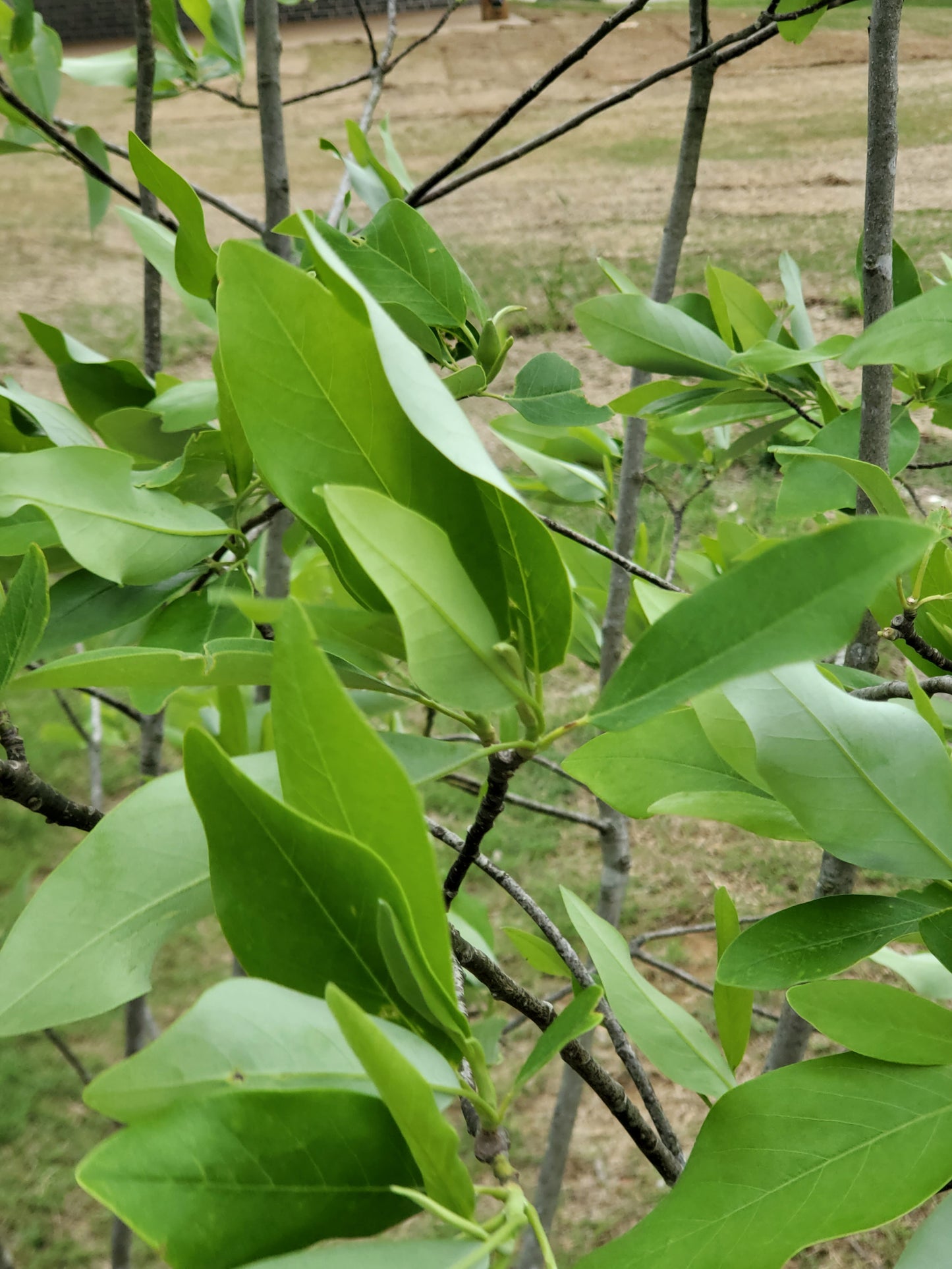 Sweet Bay Magnolia Also Known as Moonglow Magnolia (Magnolia virginiana)