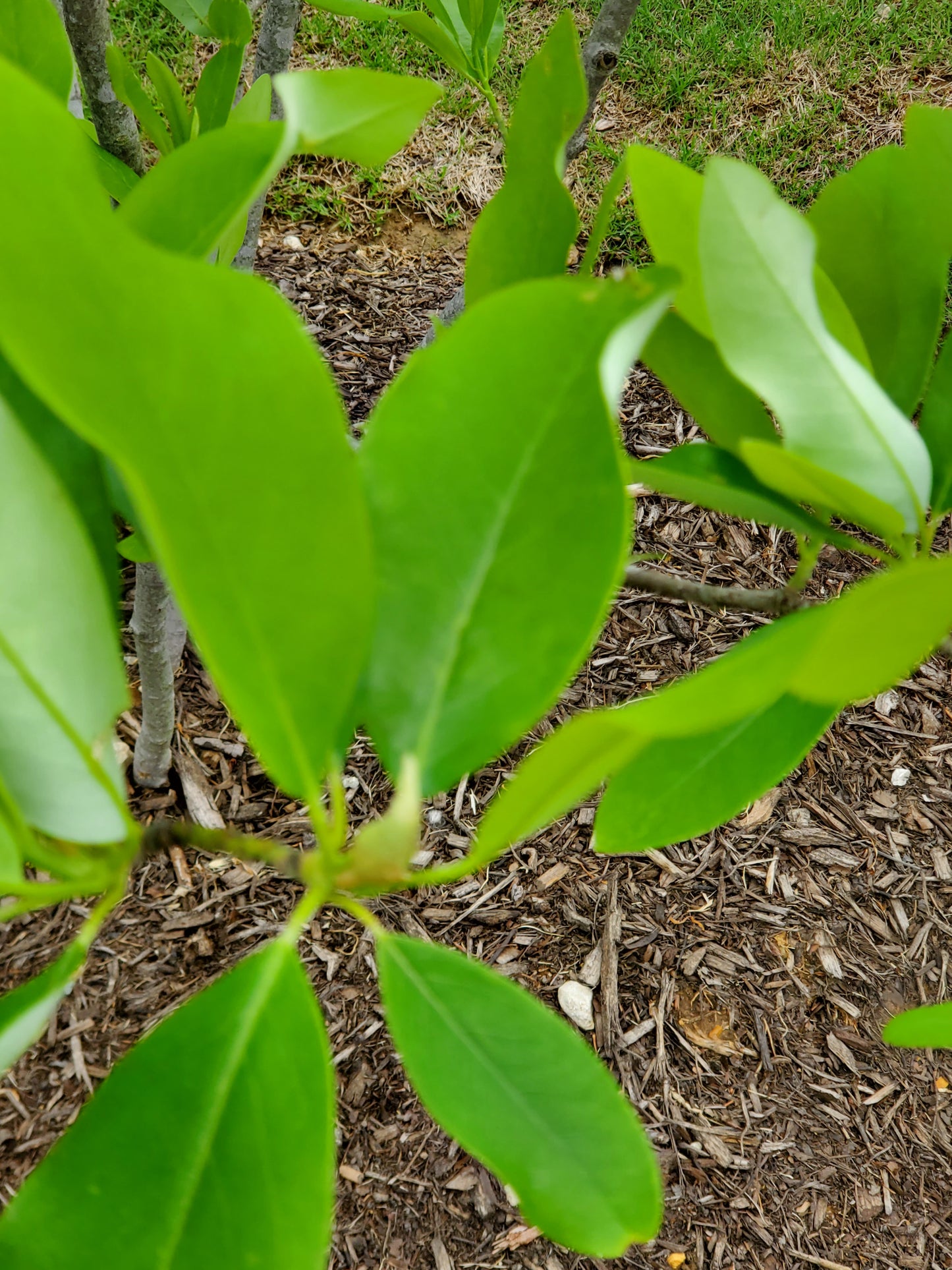 Sweet Bay Magnolia Also Known as Moonglow Magnolia (Magnolia virginiana)