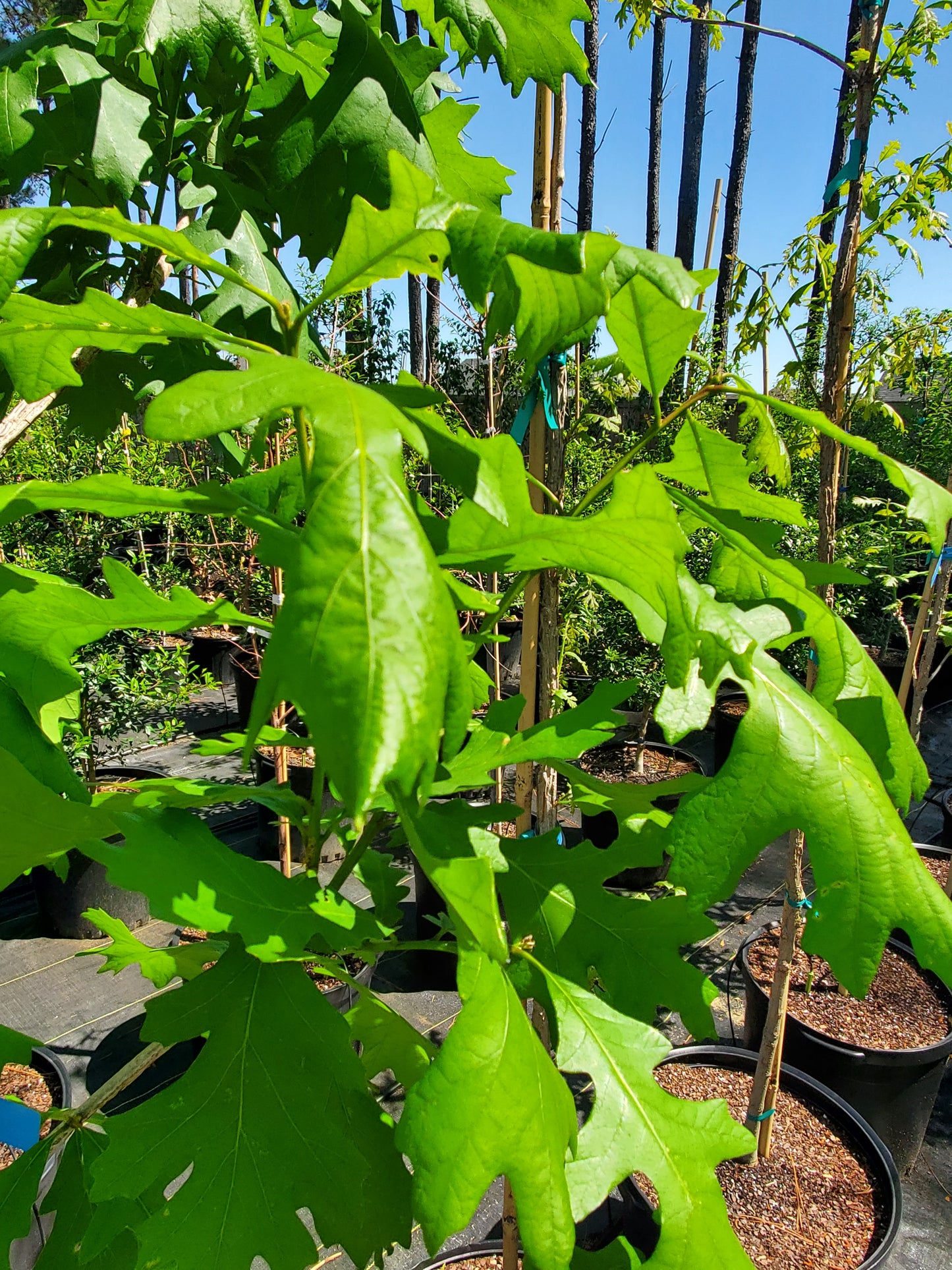 Bur Oak (Quercus macrocarpa)