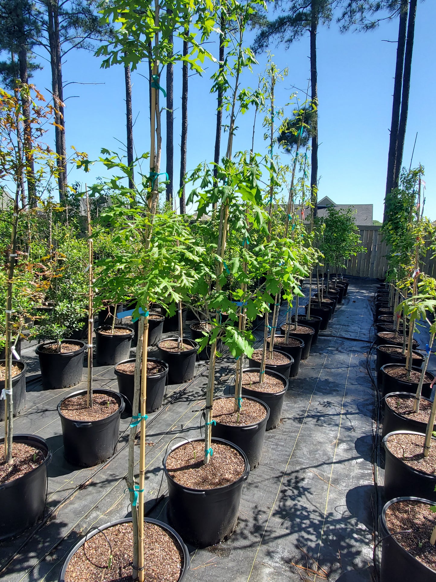 Bur Oak (Quercus macrocarpa)