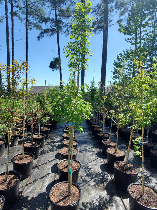 Bur Oak (Quercus macrocarpa)