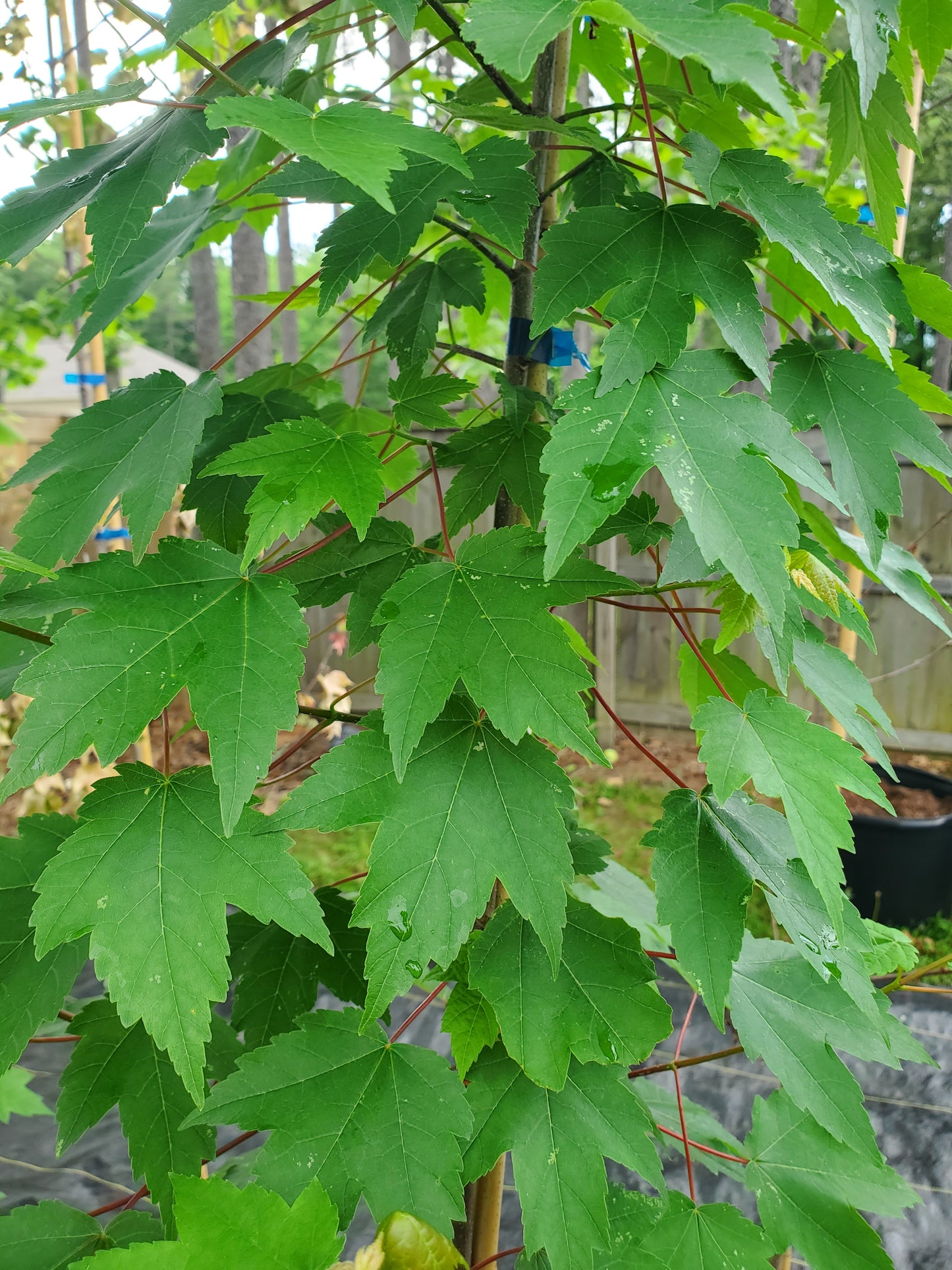 Brandywine Red Maple 'Acer rubrum '