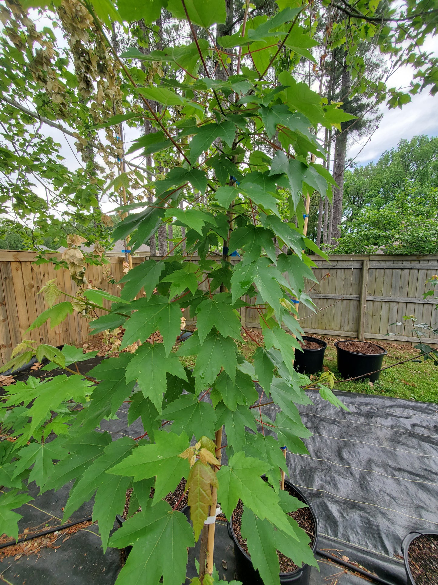 Brandywine Red Maple 'Acer rubrum '