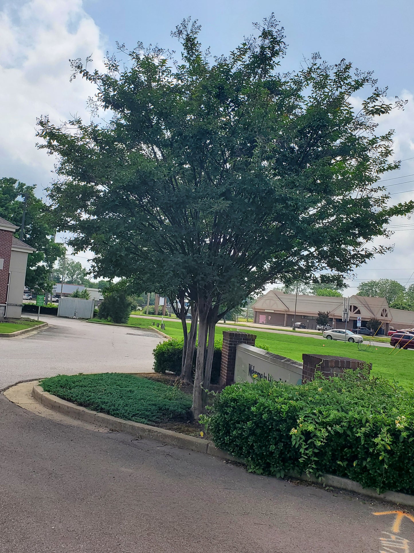 Natchez Crape Myrtle Lagerstroemia fauriei Natchez Japanese Crape Myrtle Color White